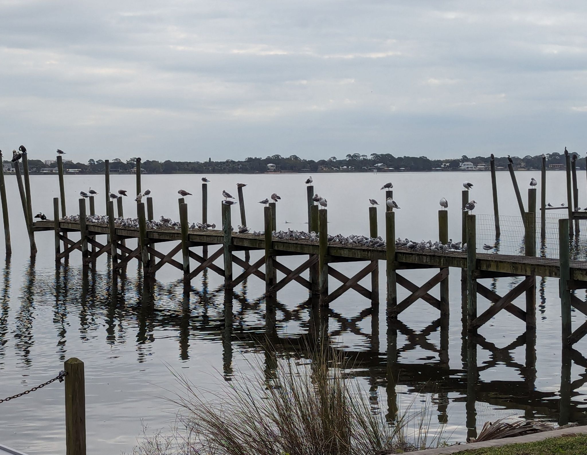 Wooden pier over calm water, covered with many birds under an overcast sky. - Rockledge Drive Cycle Route