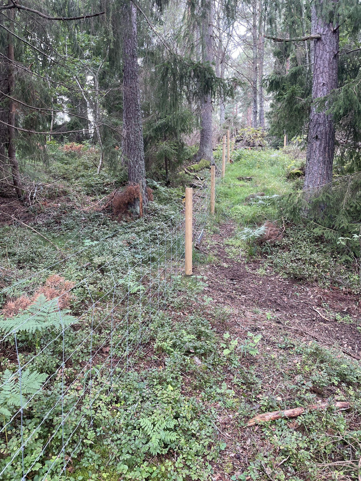 New fence and no trail