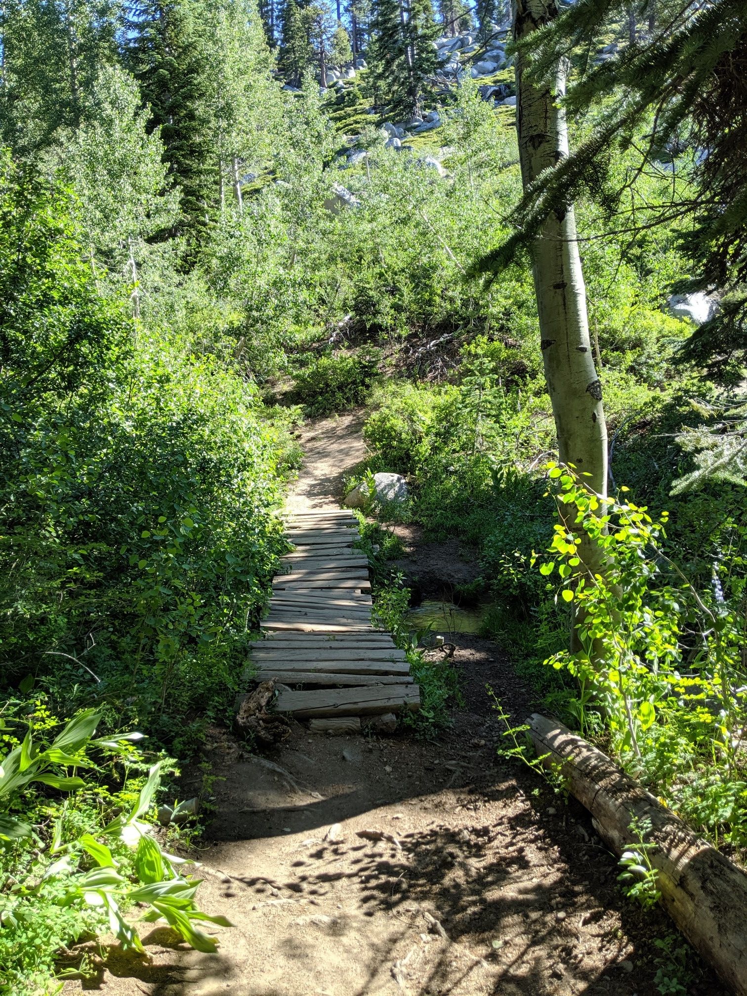 Shaded dirt trail with a wooden boardwalk winding through a lush green forest. - Incline Flume and Tyrolean Downhill Loop