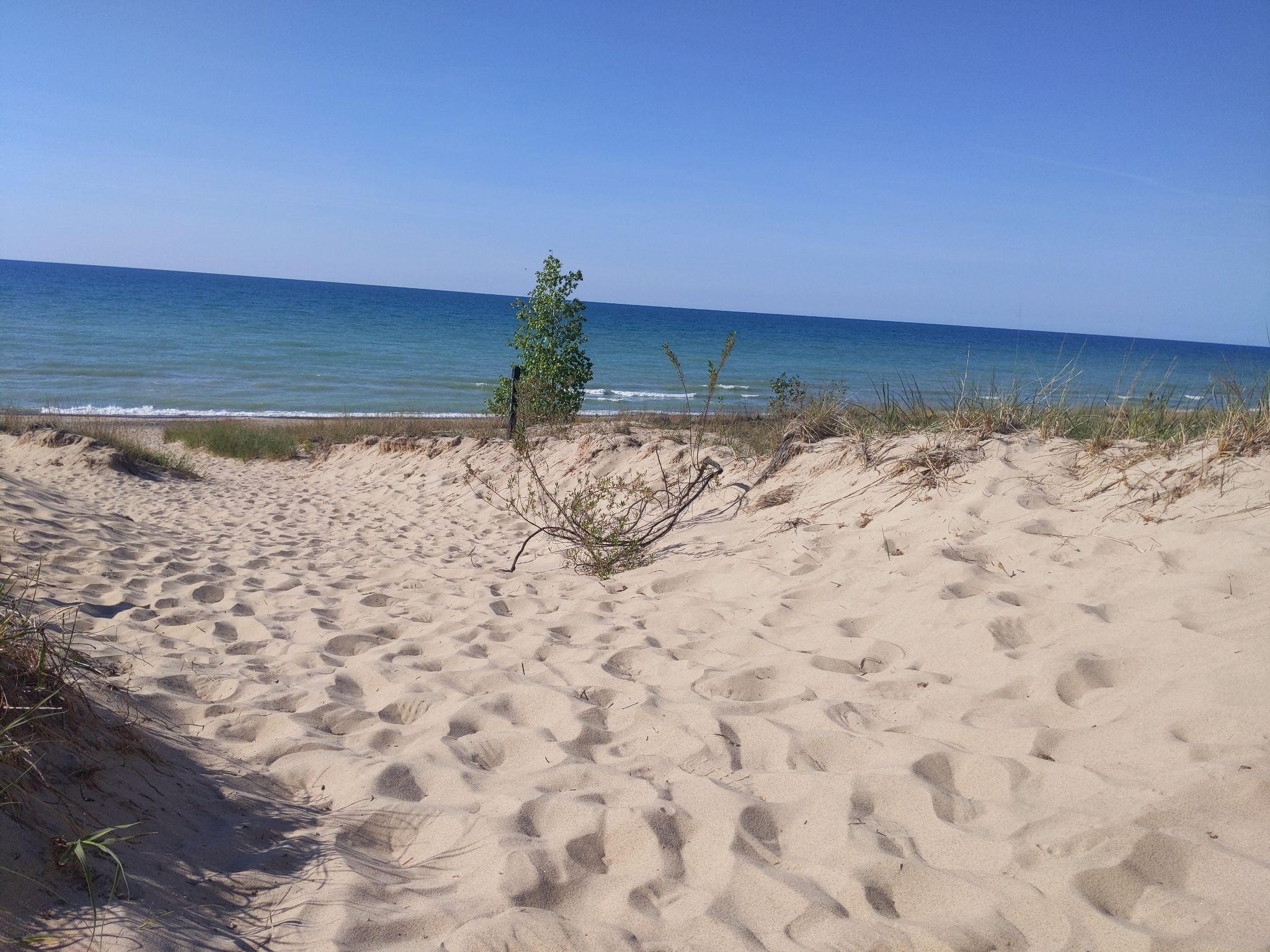 A sandy path leads to a beach with a small tree and blue water. - Indiana Dunes Trail 9 and 10 Loop