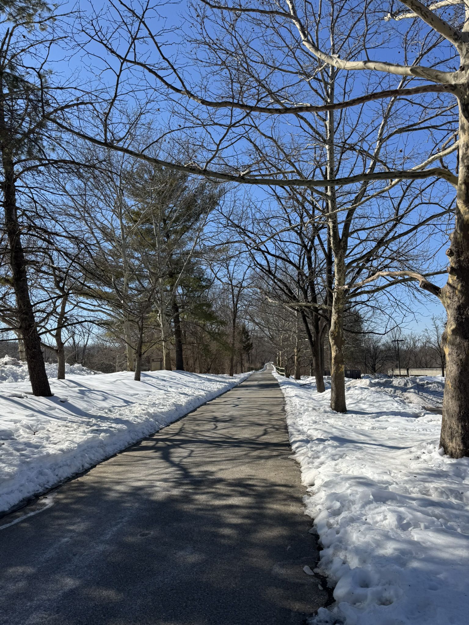 Paved path through snow-covered bare trees under a clear blue sky. - Battle of the Clouds Park – Chester Valley Trail loop from Exton