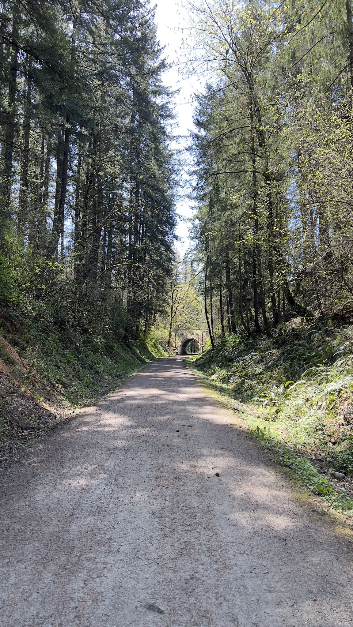 A sunlit dirt path through a tall, dense forest leading to a tunnel. - Green to Cedar Rivers Trail