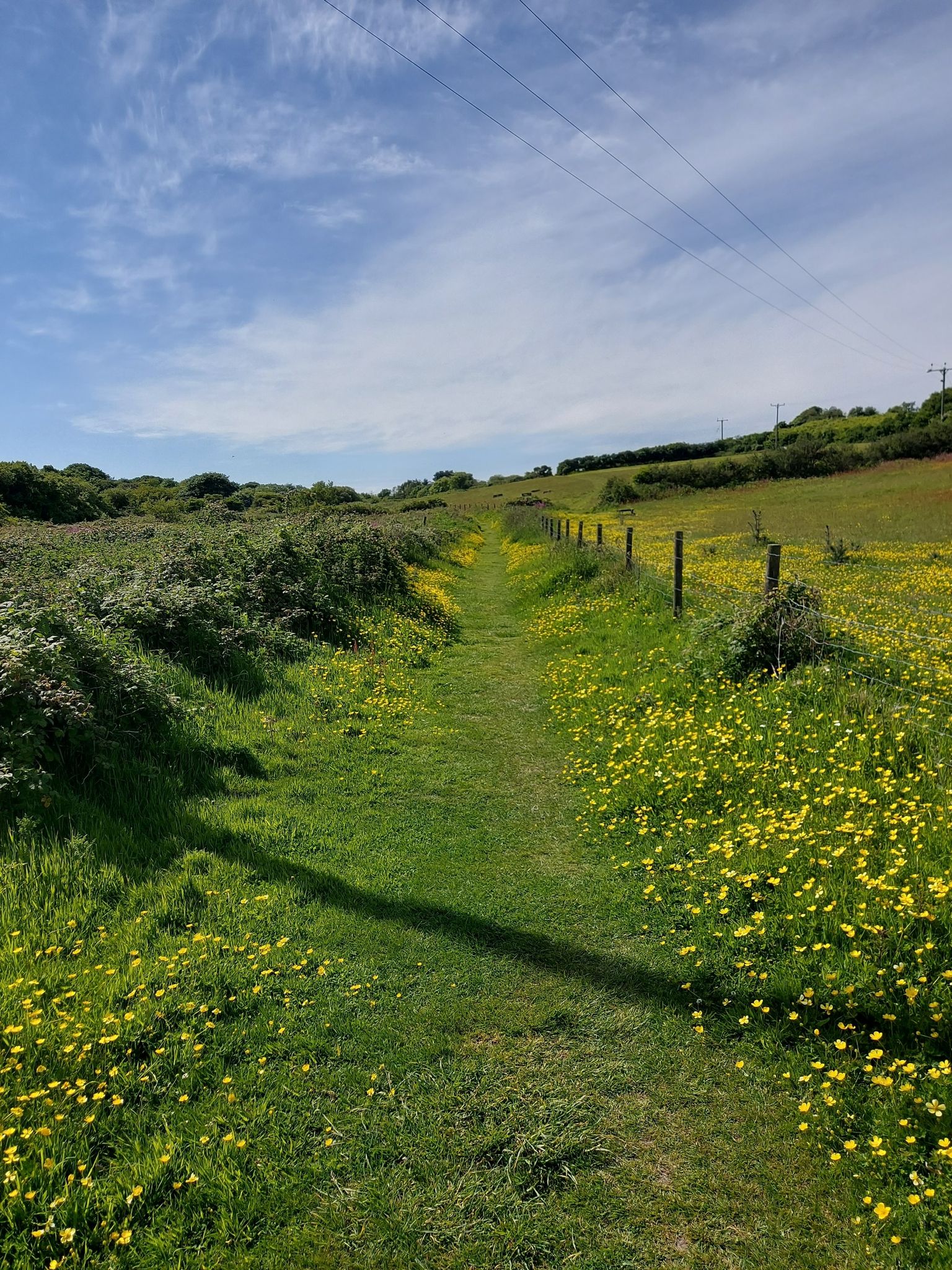 Buttercup path