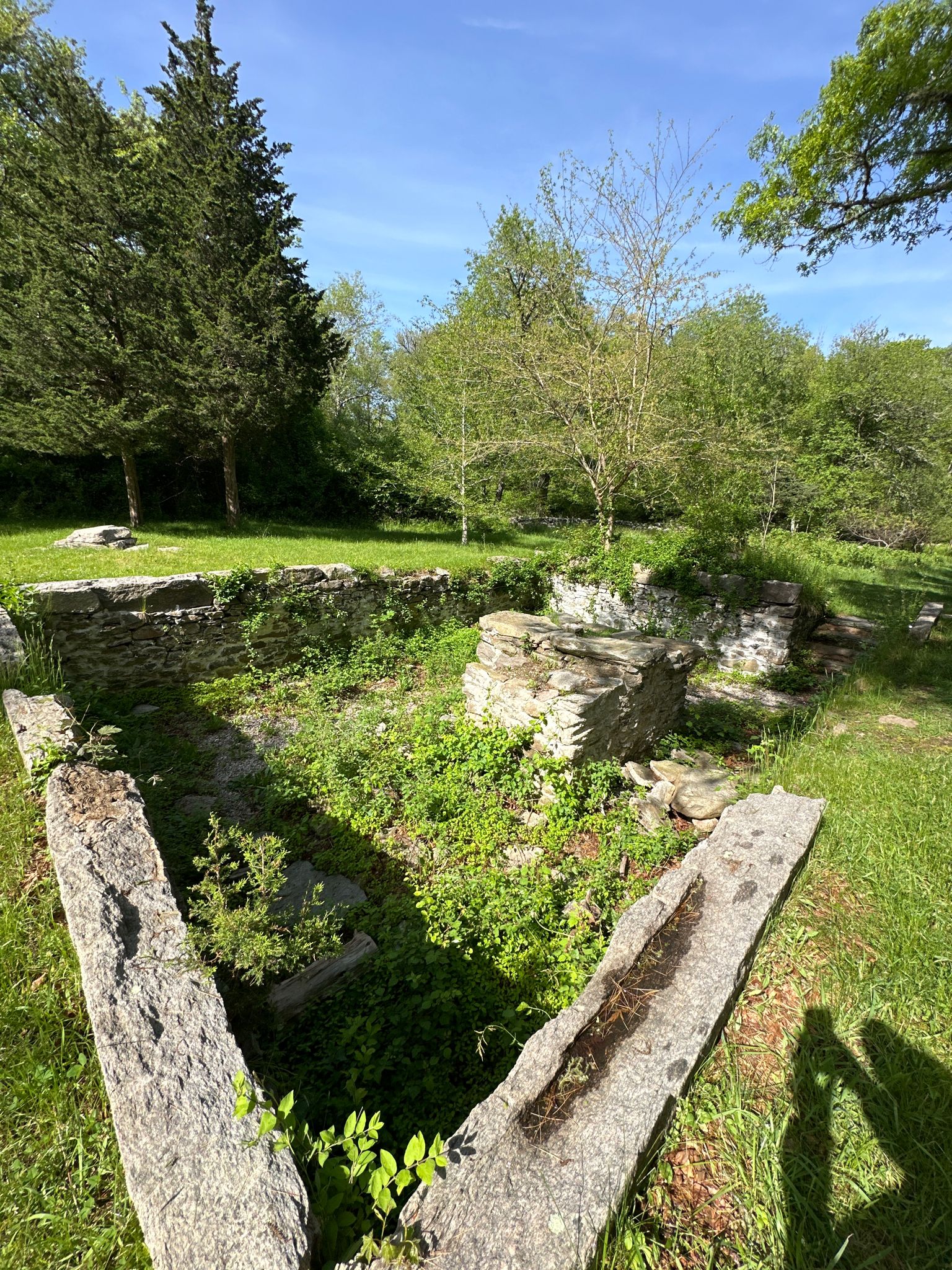 Old stone foundation ruins are overgrown with green plants under a bright sky. - Frank Knowles Reserve – Barn Foundation loop from Slocums River Reserve
