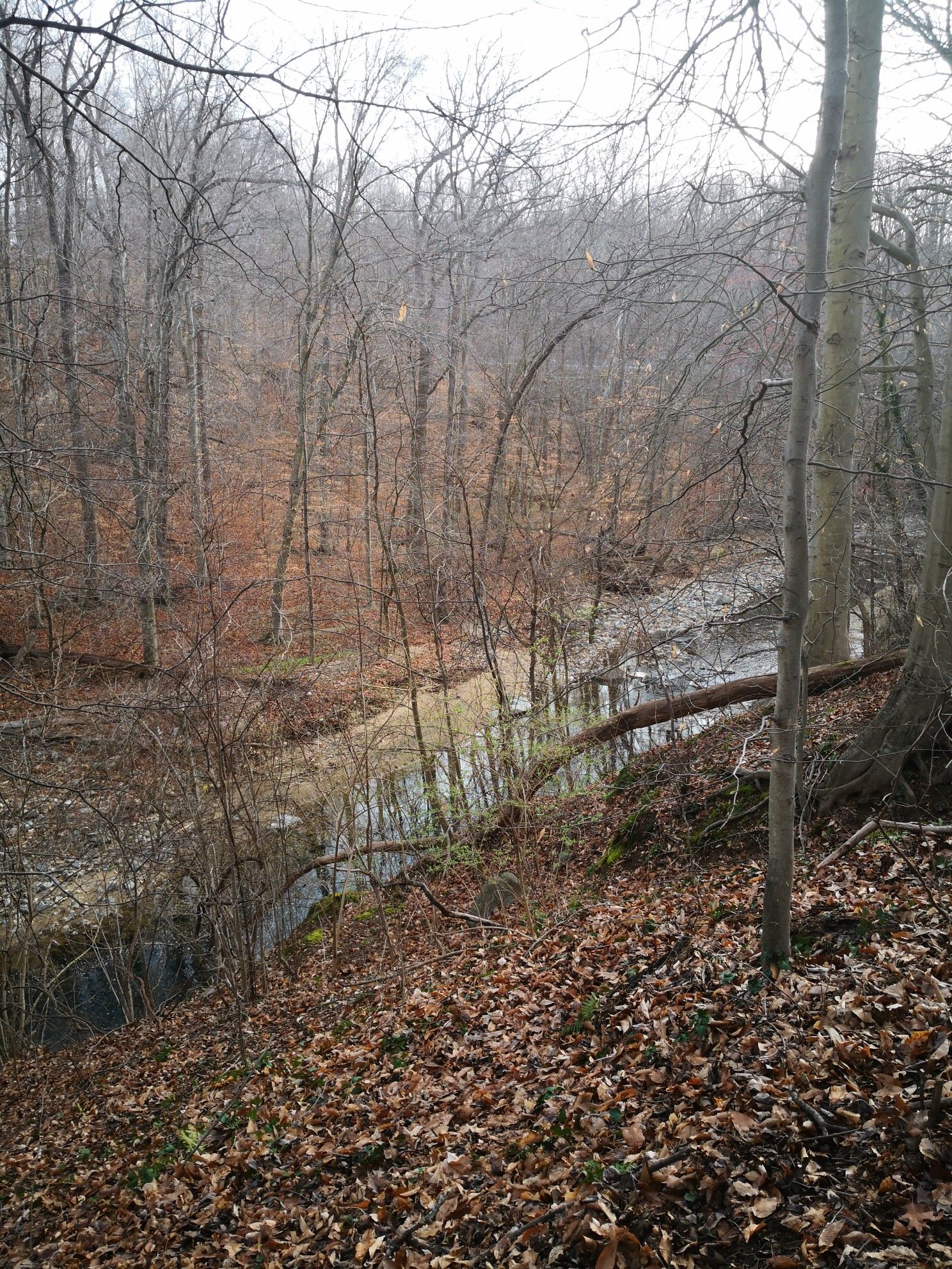 Overcast view of a stream flowing through a dense, leafless forest ravine. - Cabin John Trail: Cabin John Local Park to Seven Locks Road