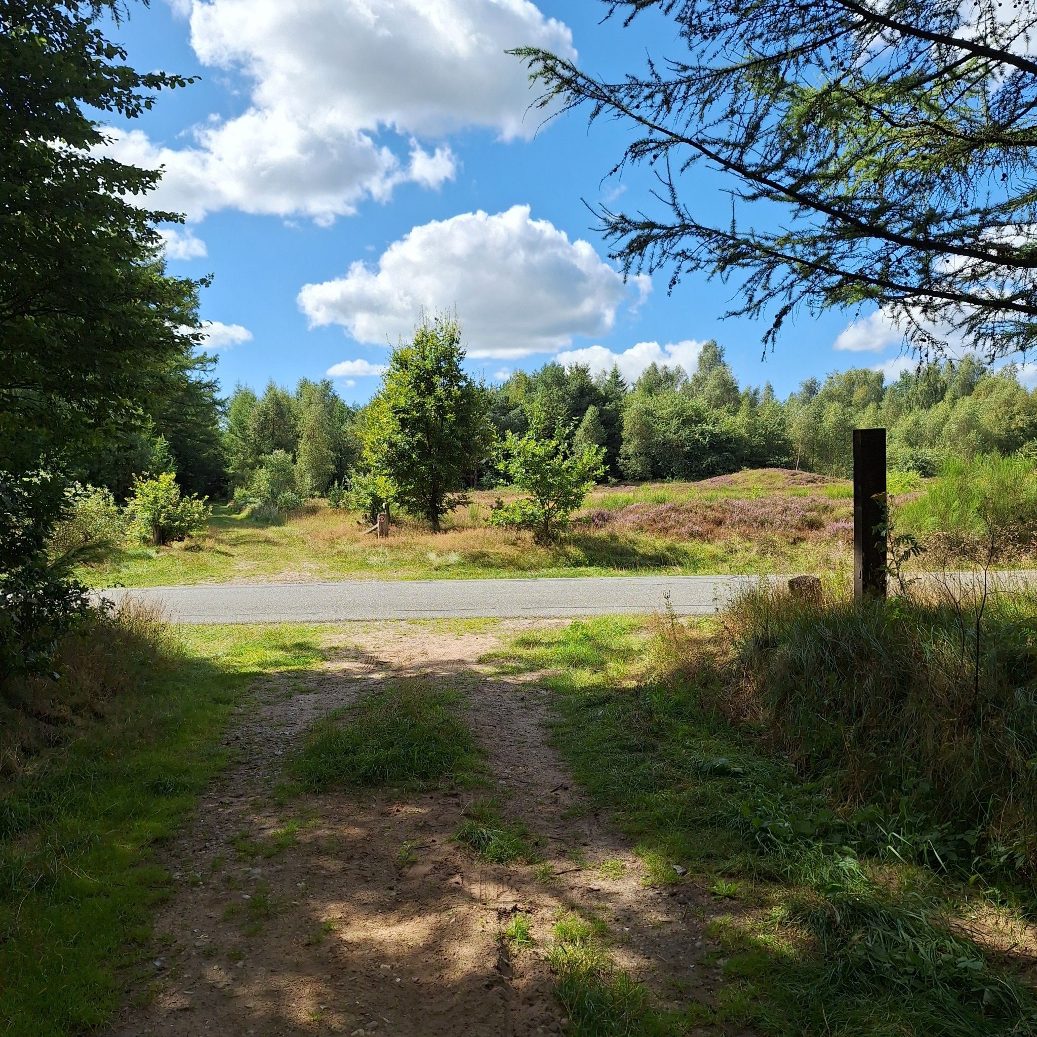 Heidelandschaft auf der Binnendüne