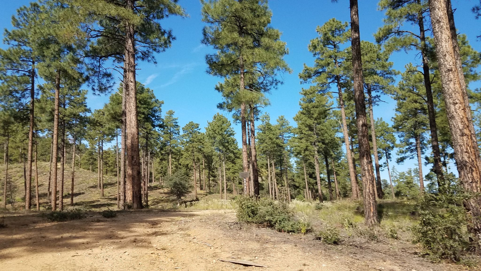 Tall pine trees in a sunny forest with a dirt clearing. - Skull Valley Overlook loop from Williams Peak