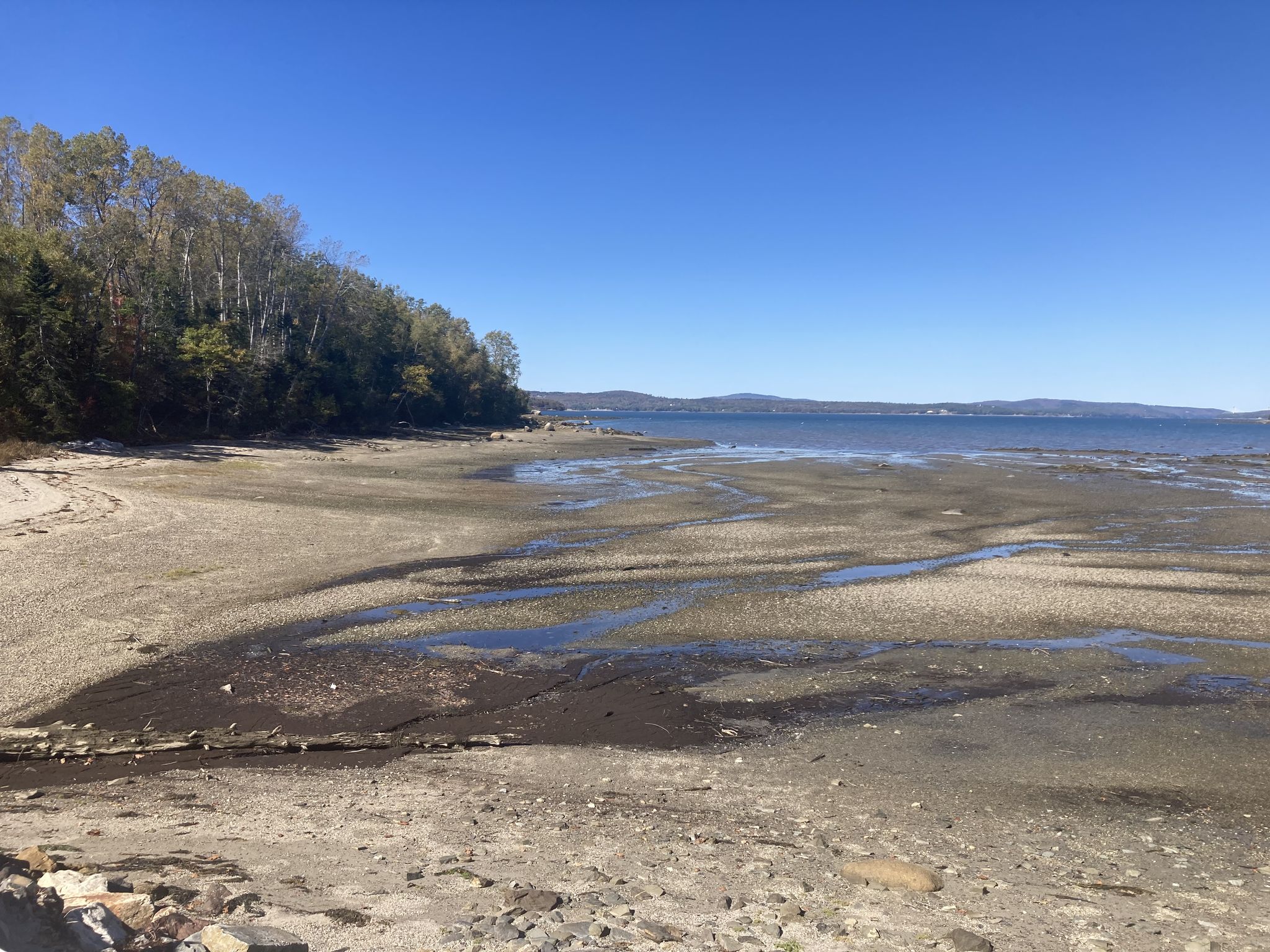 Sunny view of exposed tidal flats with water channels and a distant treeline. - Blue Hill and Castine Figure-8 from Surry