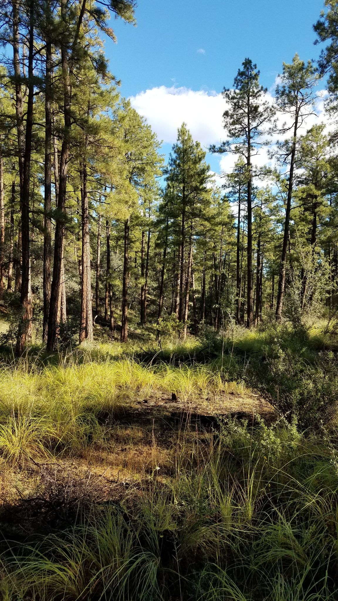 Sunny forest floor with tall pine trees and bright green grass. - Javelina Trail #332