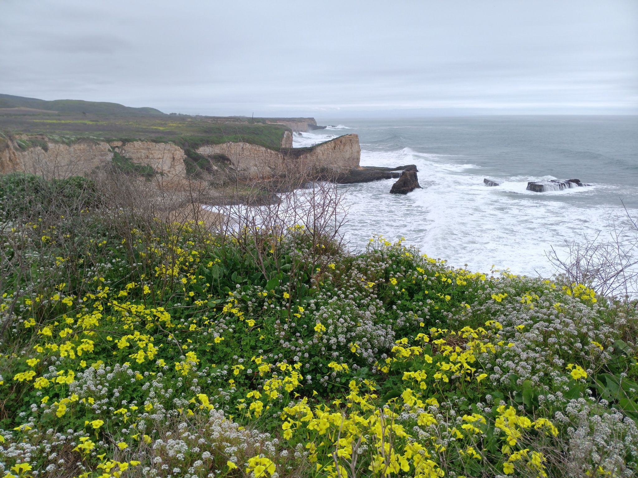Overcast coastal cliffs with crashing waves and abundant yellow wildflowers. - Davenport Overlook – Shark Fin Cove loop from Davenport