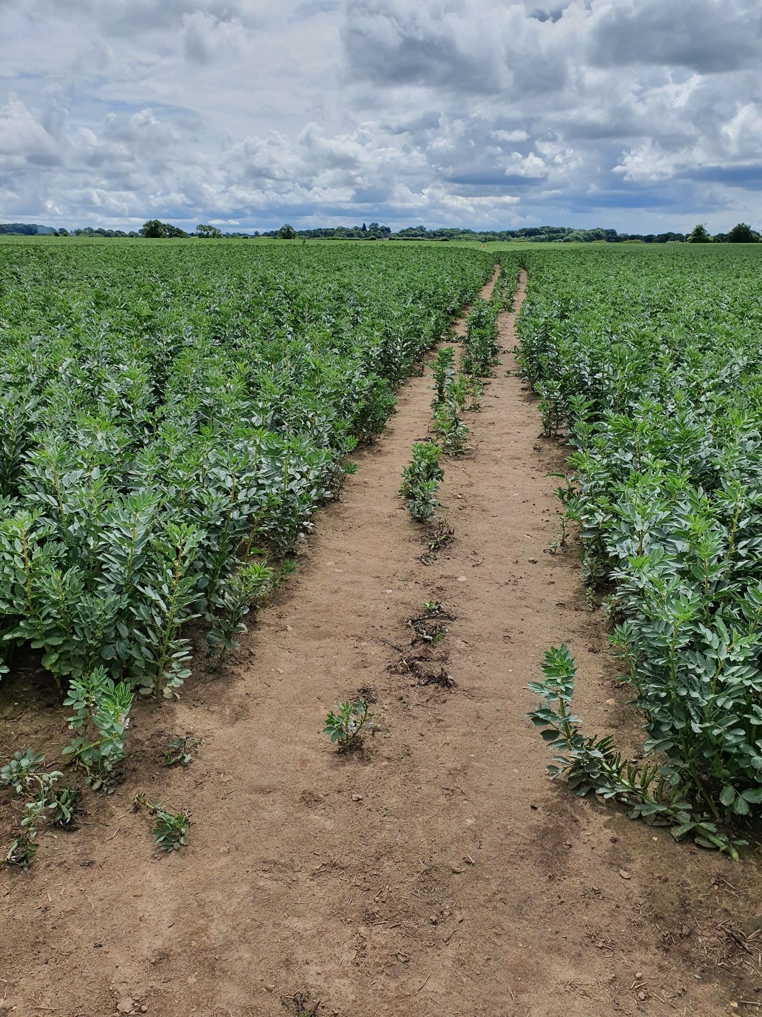 Pea field