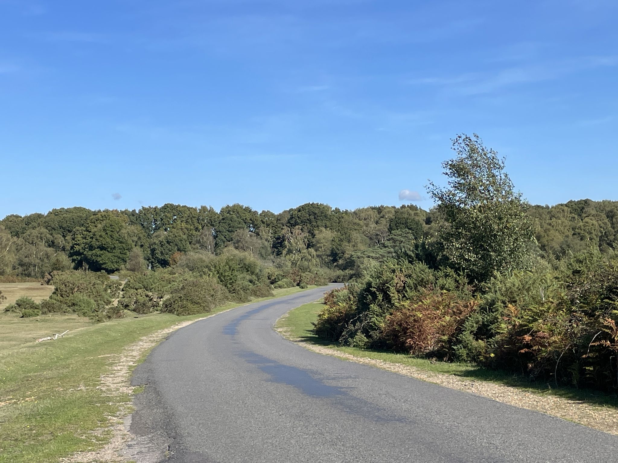 New Forest road near Furzley