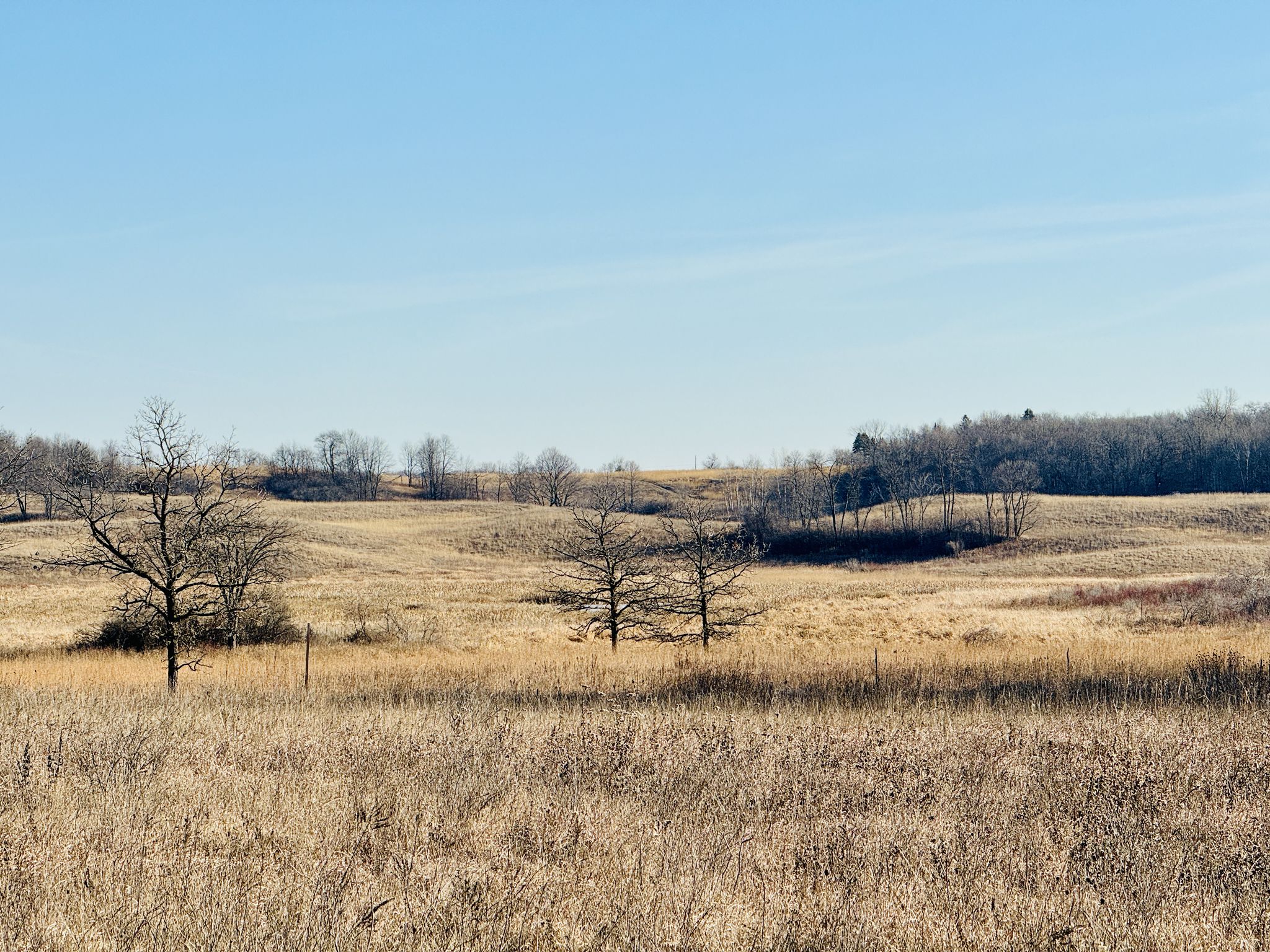 An expansive field of dry grass with scattered bare trees under a clear blue sky. - Crow River – Crow-Hassan Park Reserve loop from Vehicle with Trailer Parking