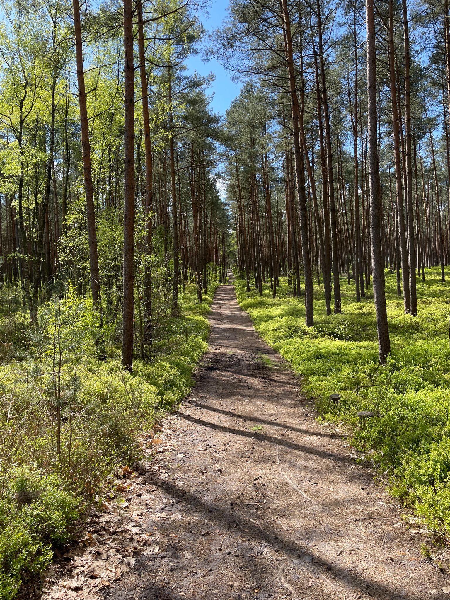 Trail im Wald Buchwedel