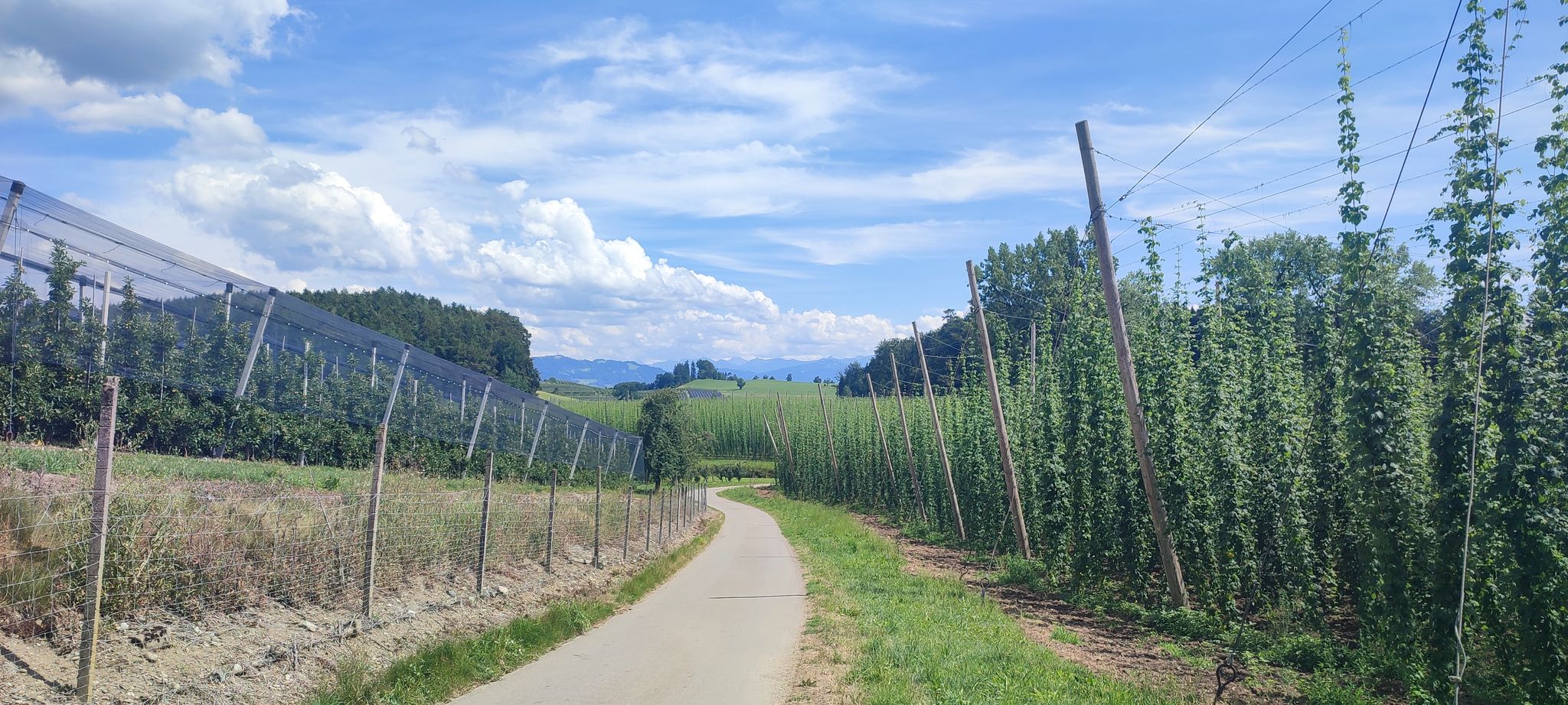 Zwischen den Obstplantagen hindurch