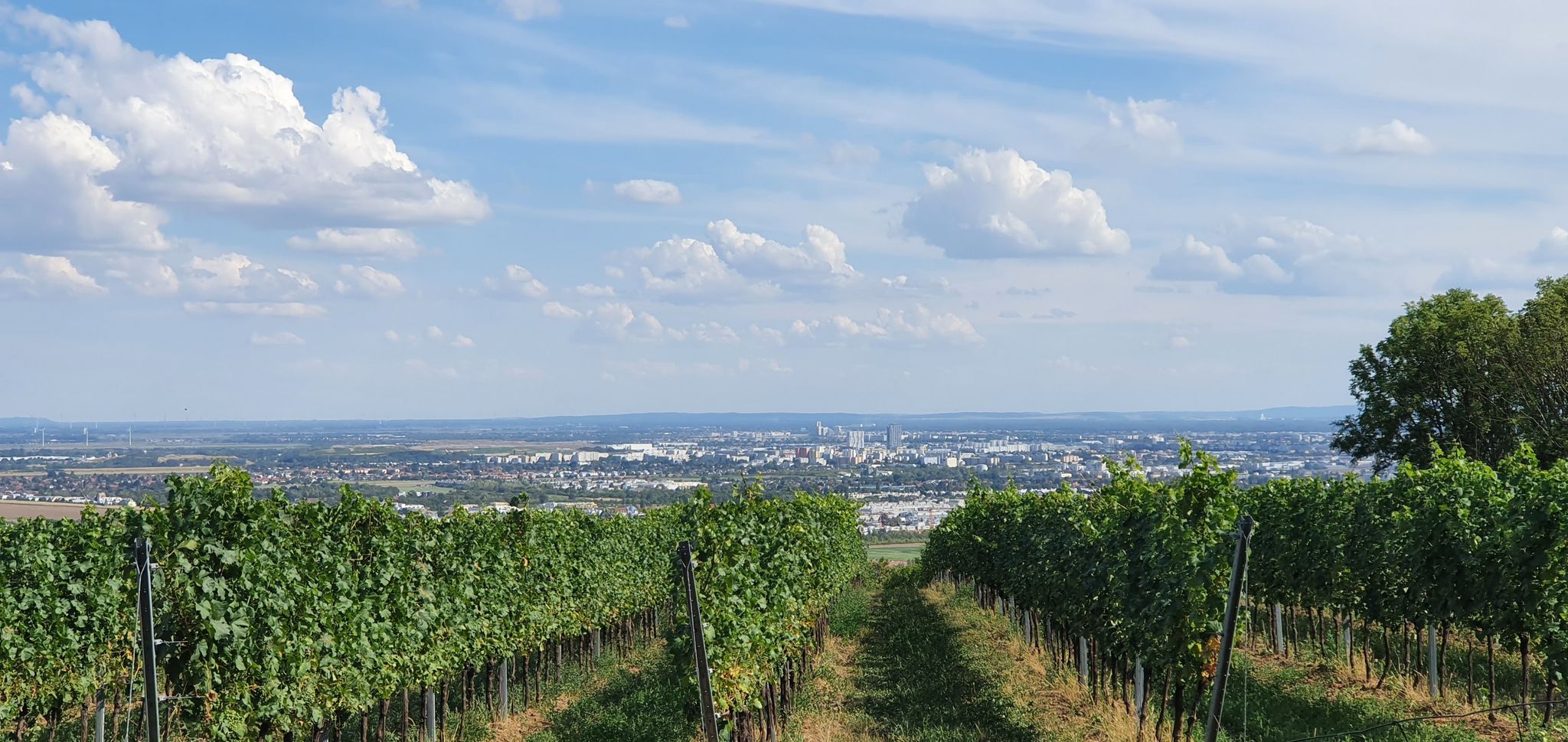 Weinberge über Wien