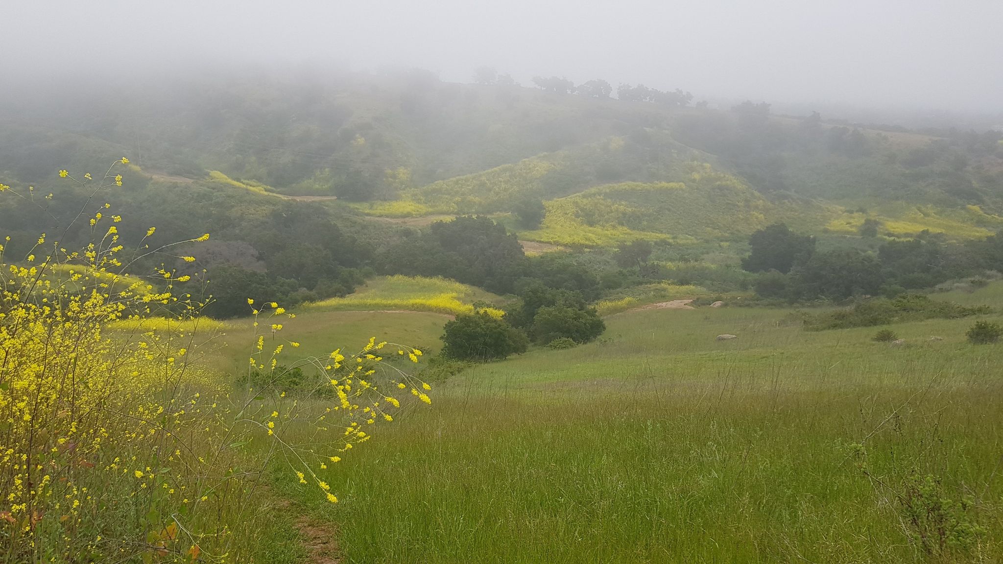 Foggy valley with green hills, yellow wildflowers, and scattered trees. - San Marcos Foothills Preserve Loop Trail