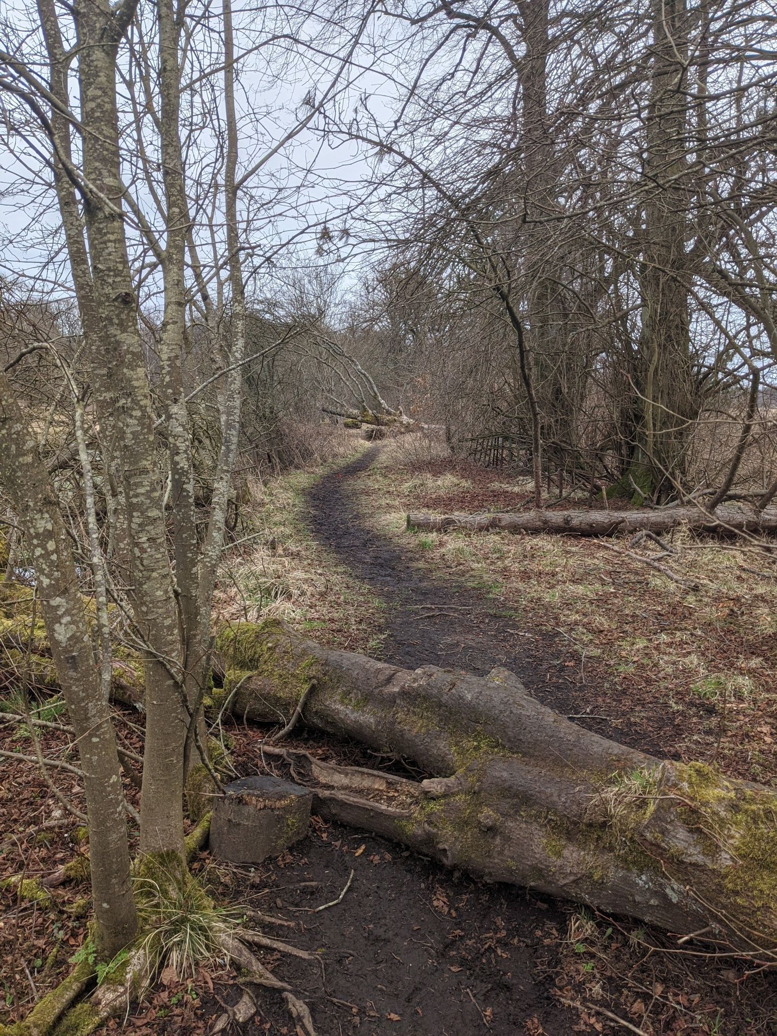 log hopping, maybe not too suitable for heavy ebikes