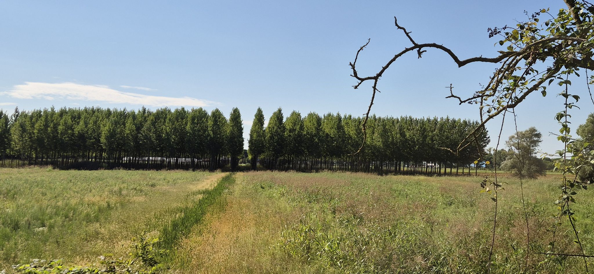 Pappelbäumen 🌳🌳