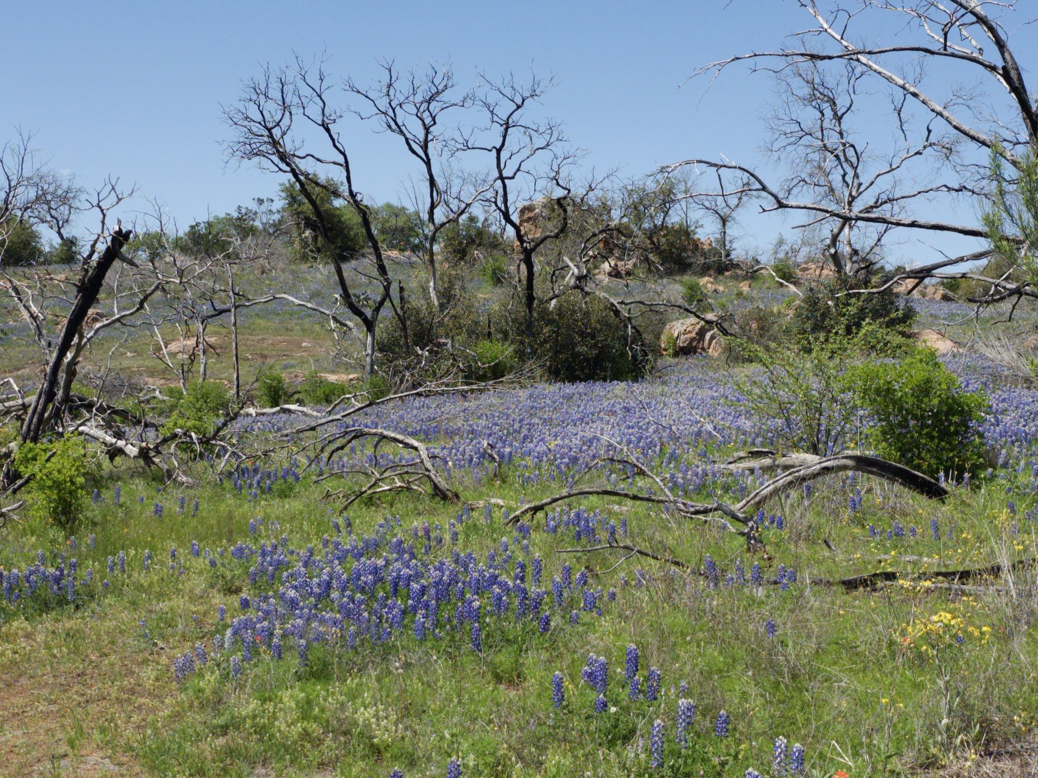 A field of purple wildflowers with bare, gnarled trees under a bright blue sky. - 1000ft overlook of Inks Lake loop from Inks Lake State Park