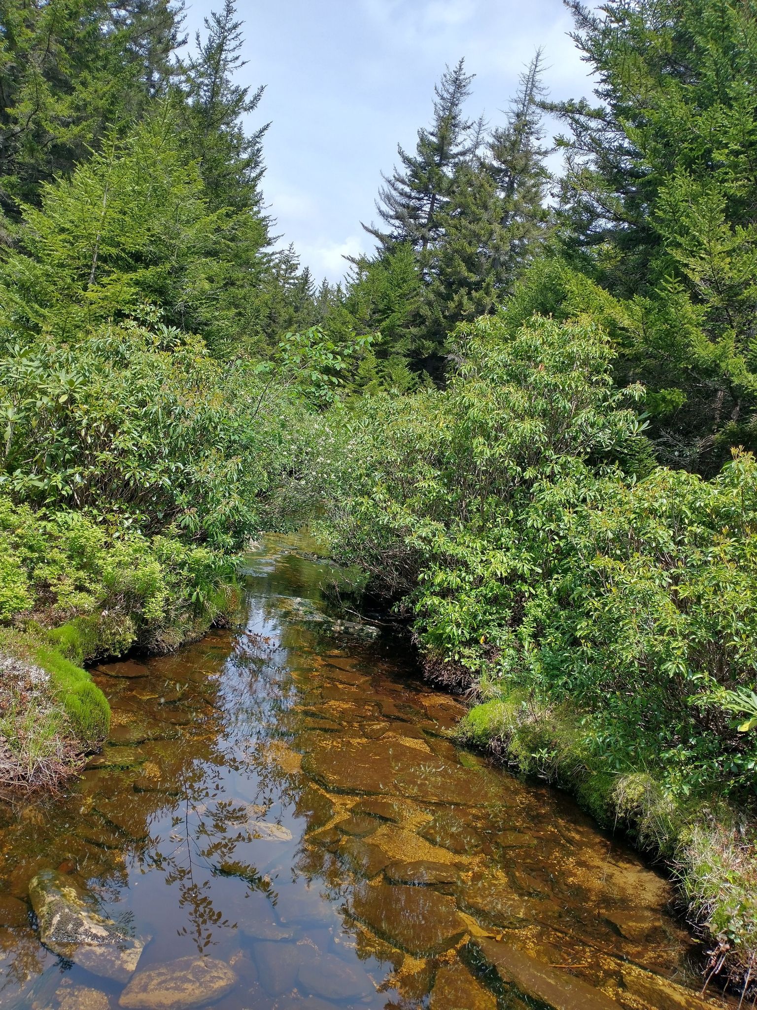 Clear stream flowing through a dense evergreen forest under a bright sky. - Red Creek and Big Stonecoal Loop
