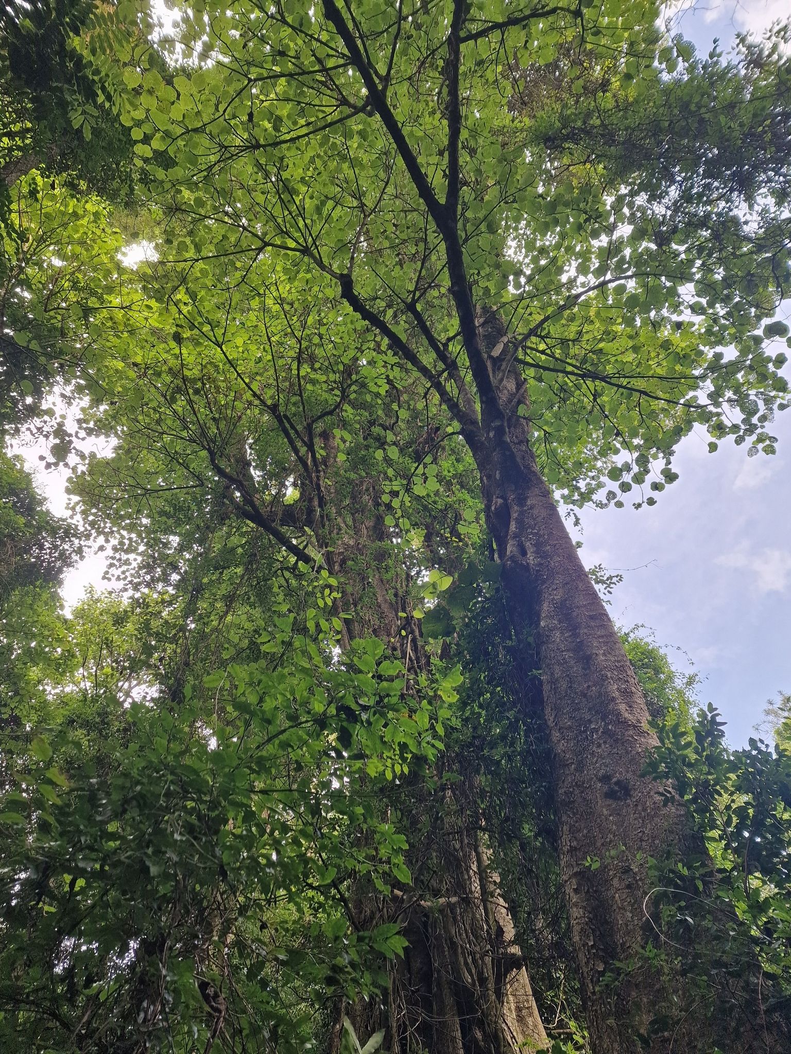 Geantwortet singing tree