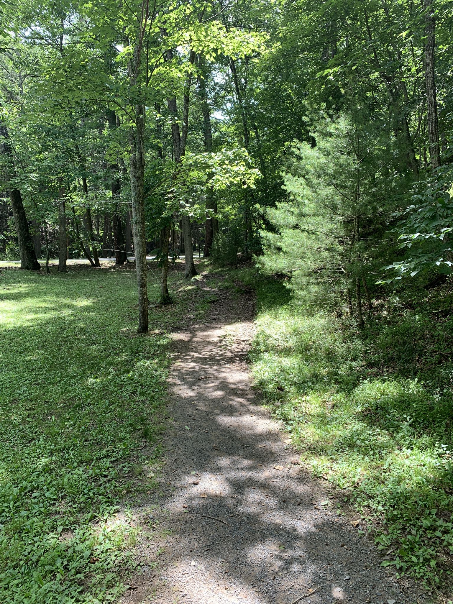 Shaded dirt path winding through a sunlit green forest with tall trees. - Devils Hole Mountain – Adams Cave loop from Lee Sulphur Spring Shelter