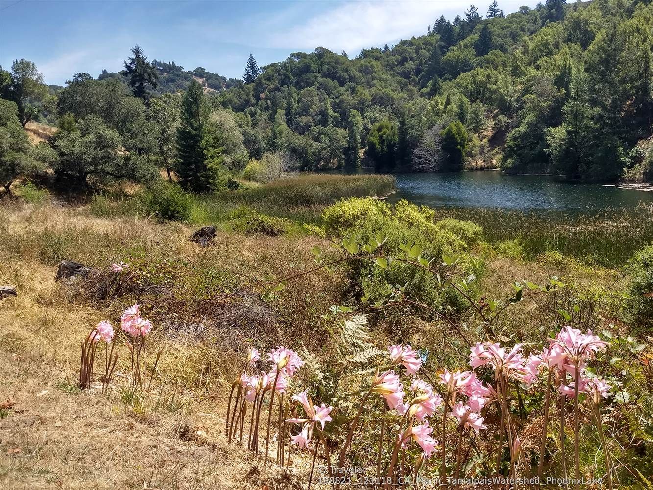 Pink flowers bloom in dry grass overlooking a lake and forested hills. - Yolanda and Bald Hill Loop