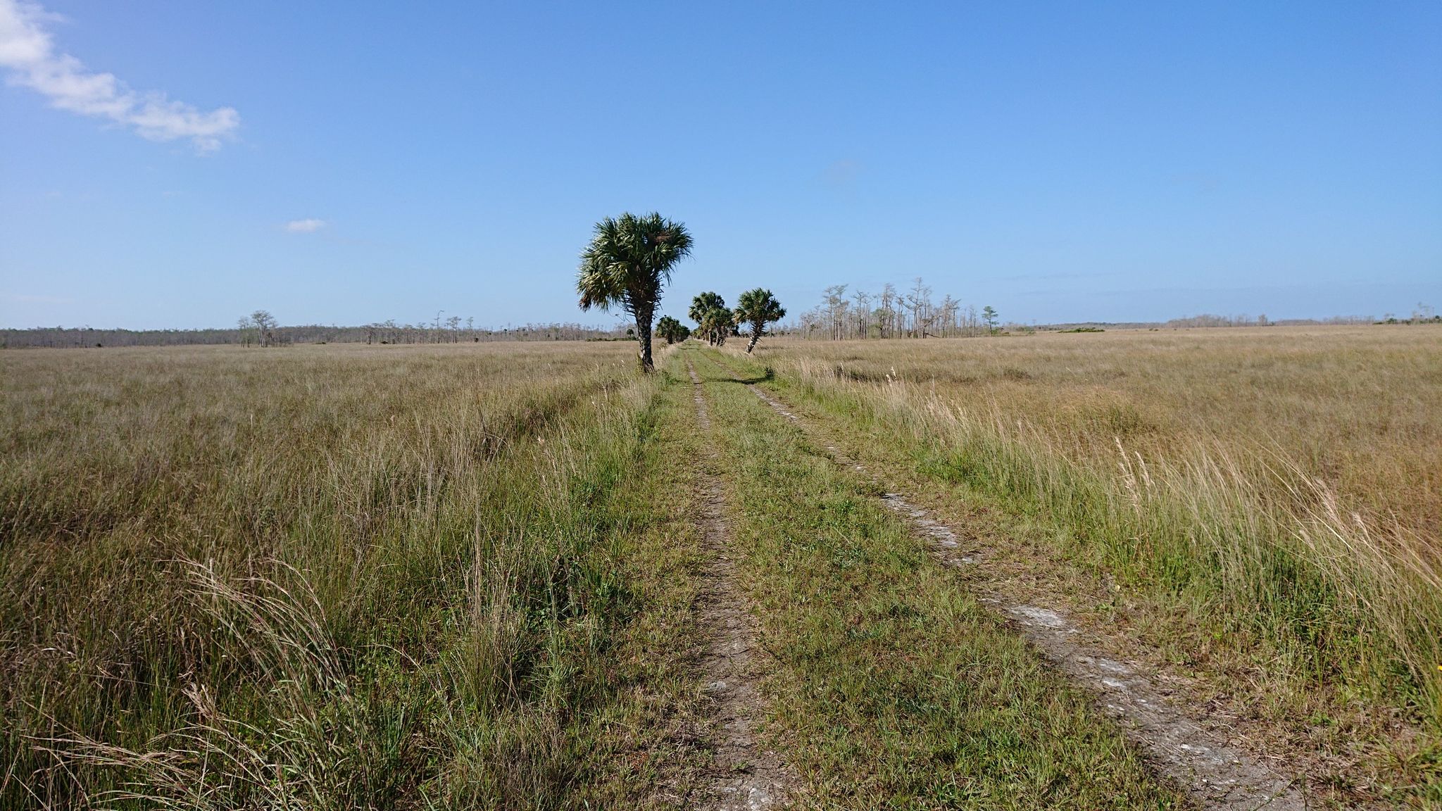 A dirt path extends through a vast sunny field towards distant palm trees. - Fire Prairie Trail