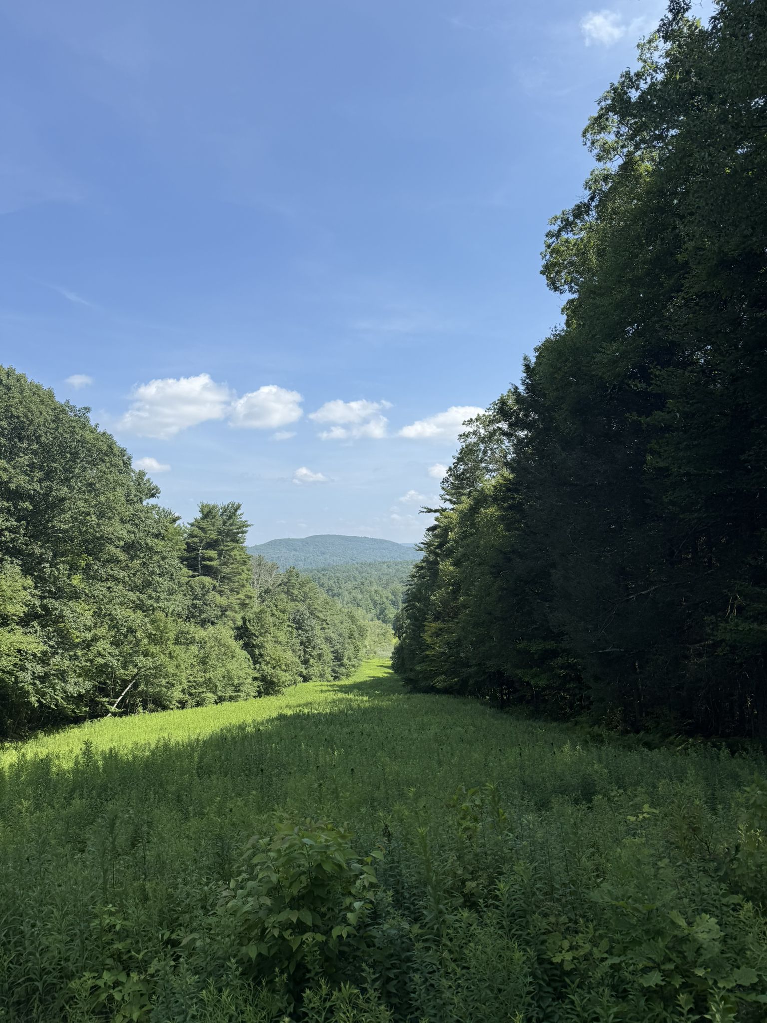 Wide grassy clearing between dense green forests under a bright blue sky. - Burbank Dedication loop from Yokun South Ridge Reserve