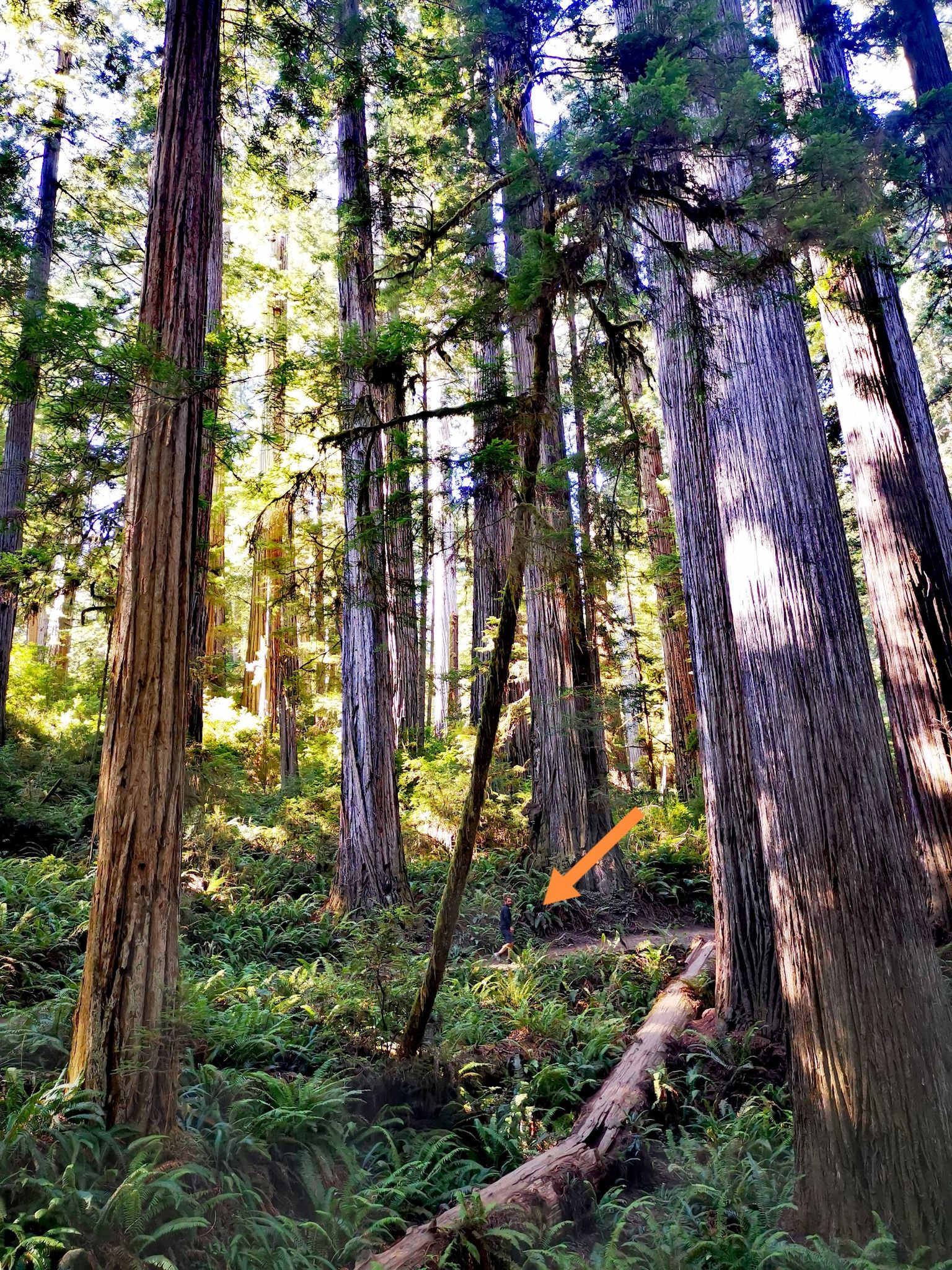 Sunlight filters through tall trees onto a forest floor with ferns. - Boy Scout Tree Trail