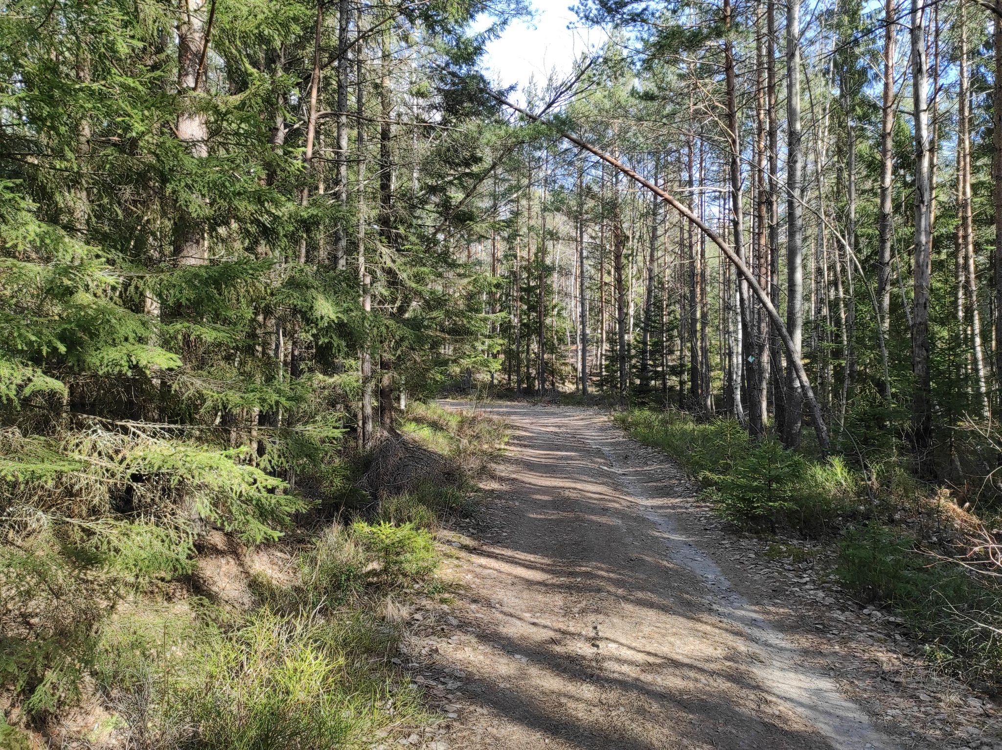 Nice flowy gravel bit towards the end of the forest.