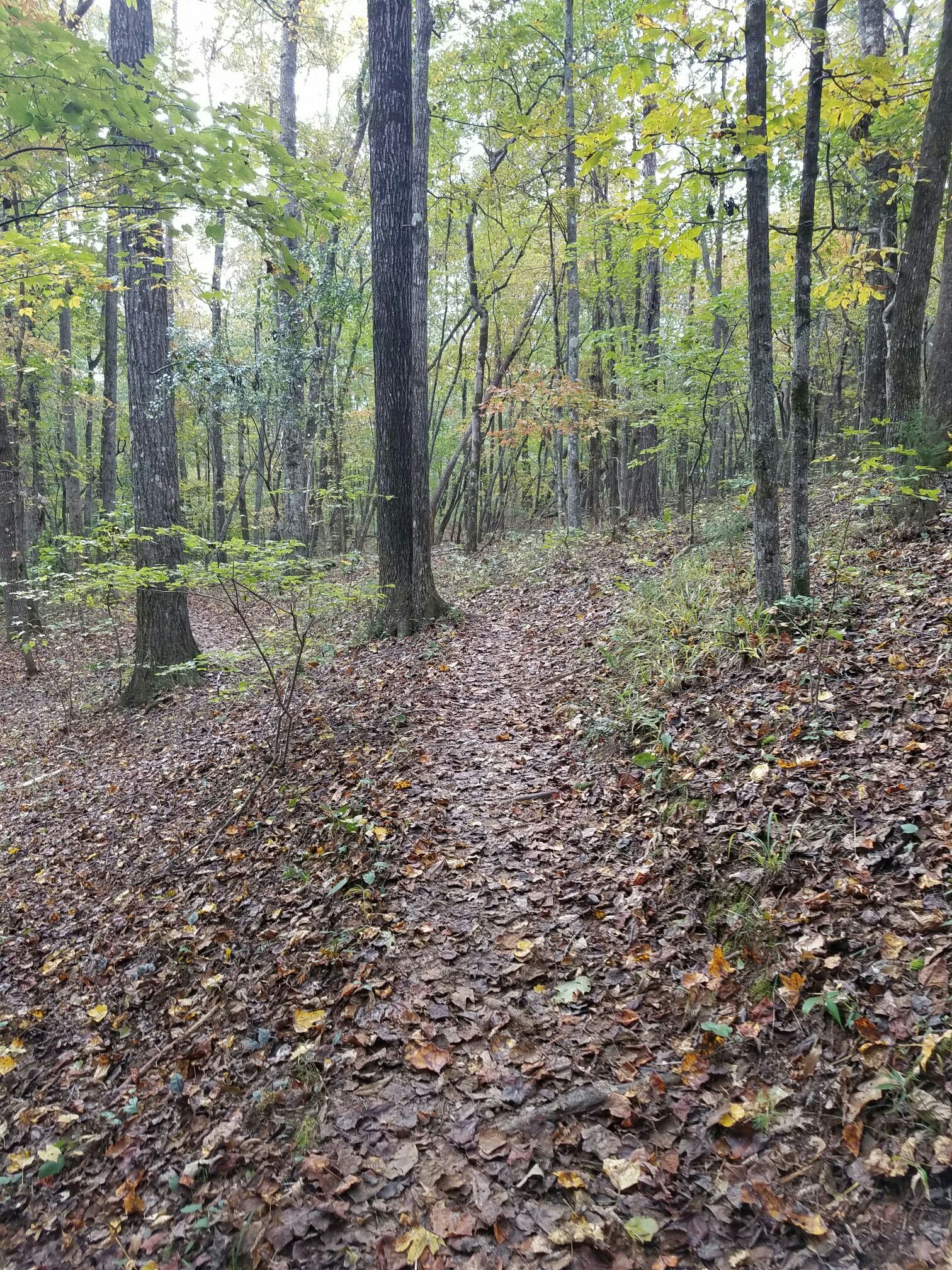 A leaf-covered forest path winds through tall trees under diffused light. - Mountain Creek Nature Trail