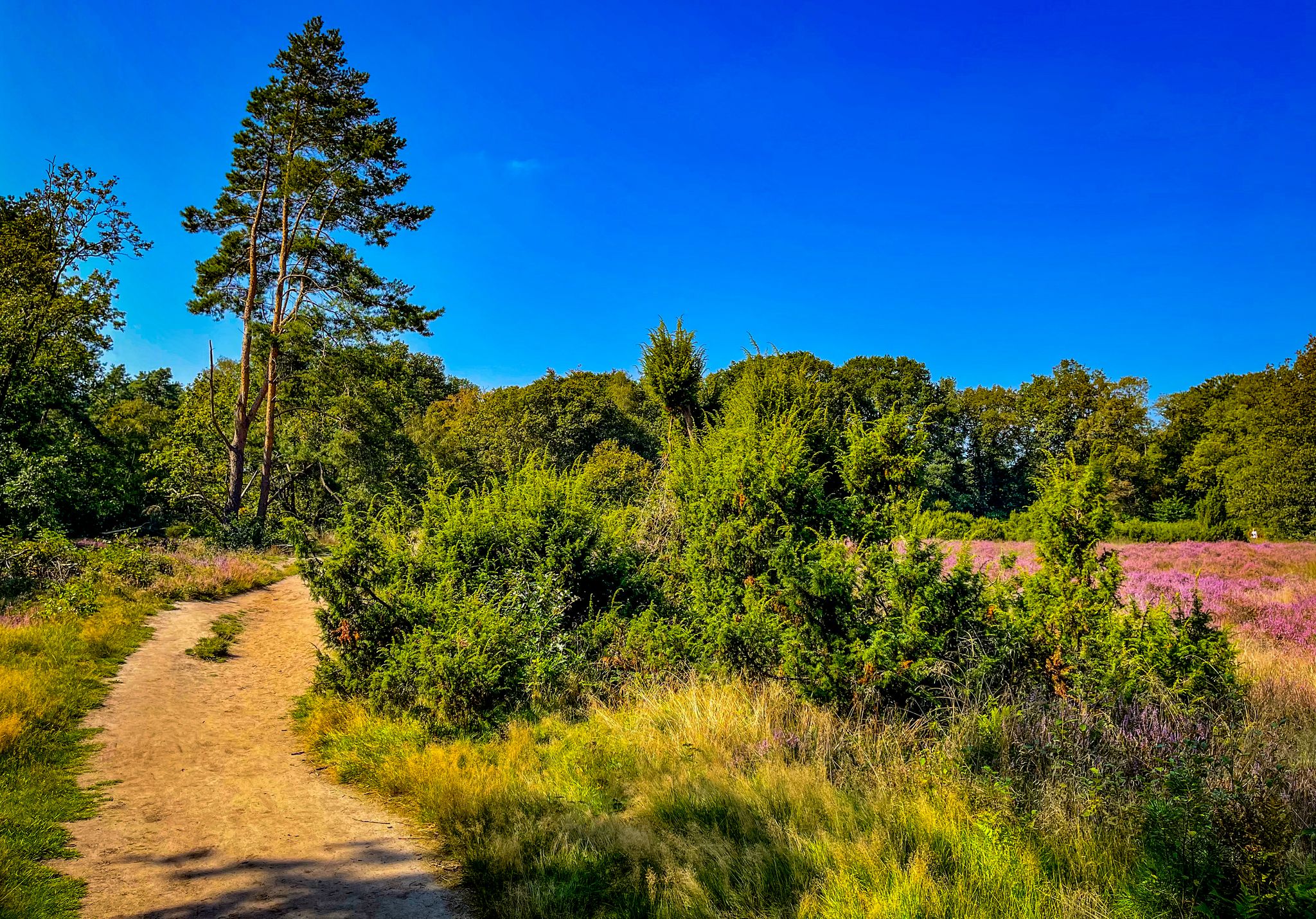 Der Geruch von frischem lockeren Waldboden, Kiefern und Heide liegt in der Luft.