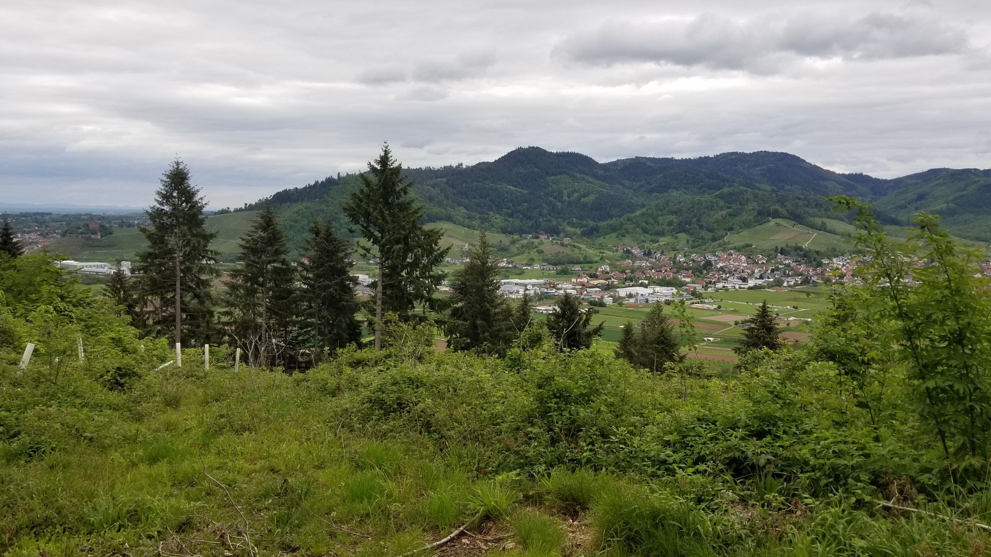 Blick auf Ohlsbach