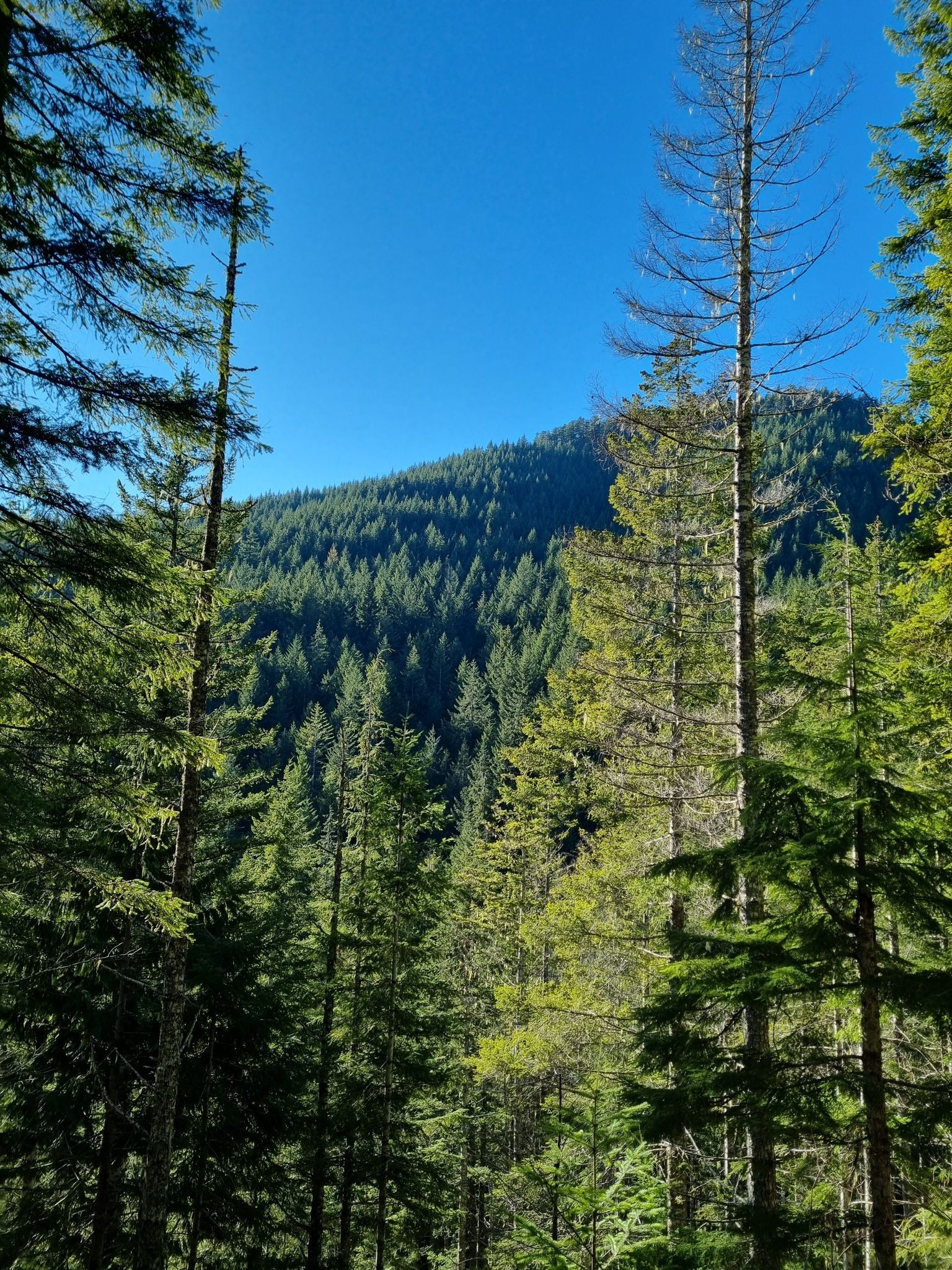 Tall evergreen trees frame a sunny, densely forested mountain under blue sky. - Upper Big Creek Loop Trail #827.1
