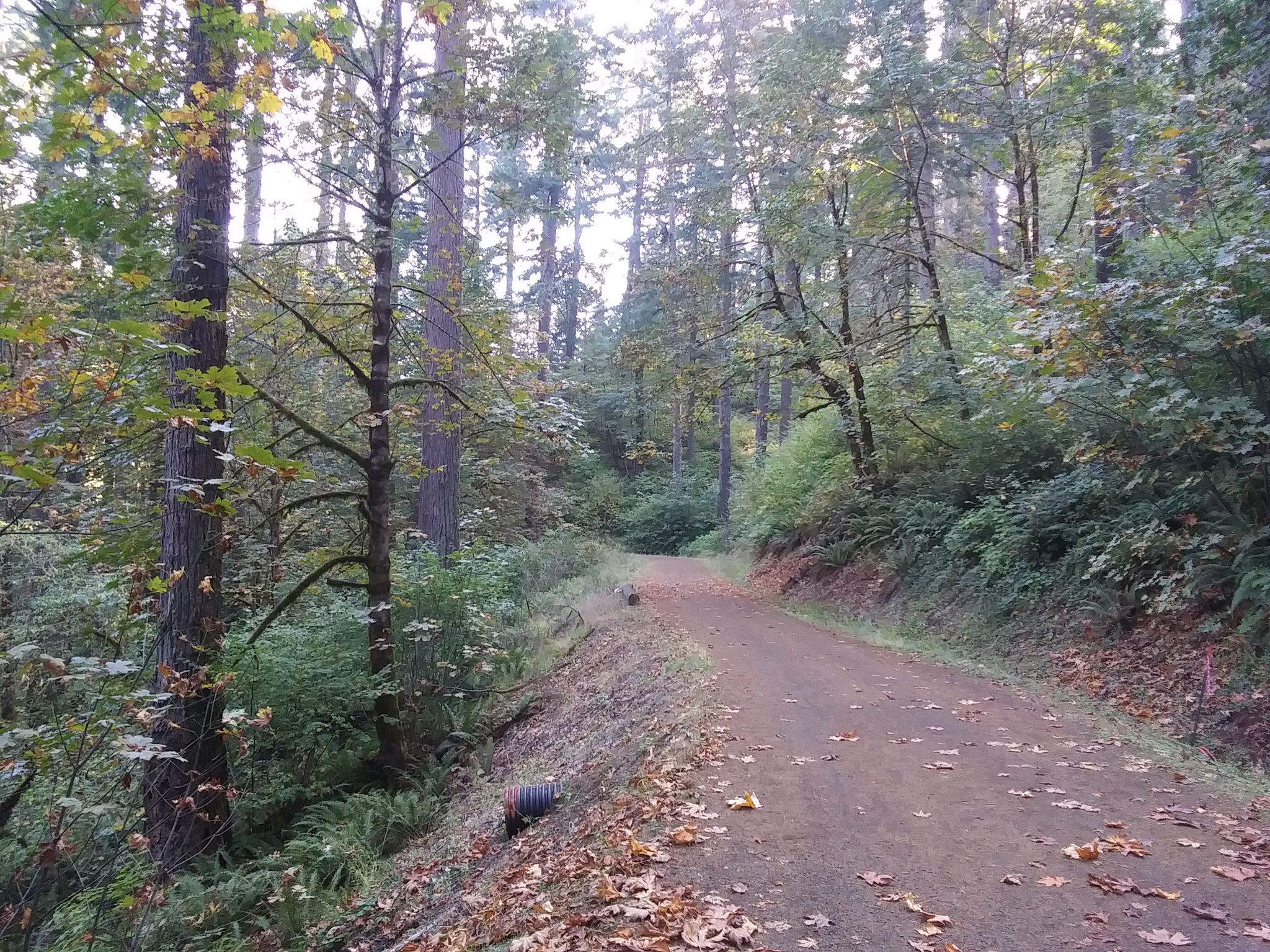 A winding dirt path through a dense, green forest with dappled light. - Daves Road 580 – Lewisburg Saddle loop from Adair Village
