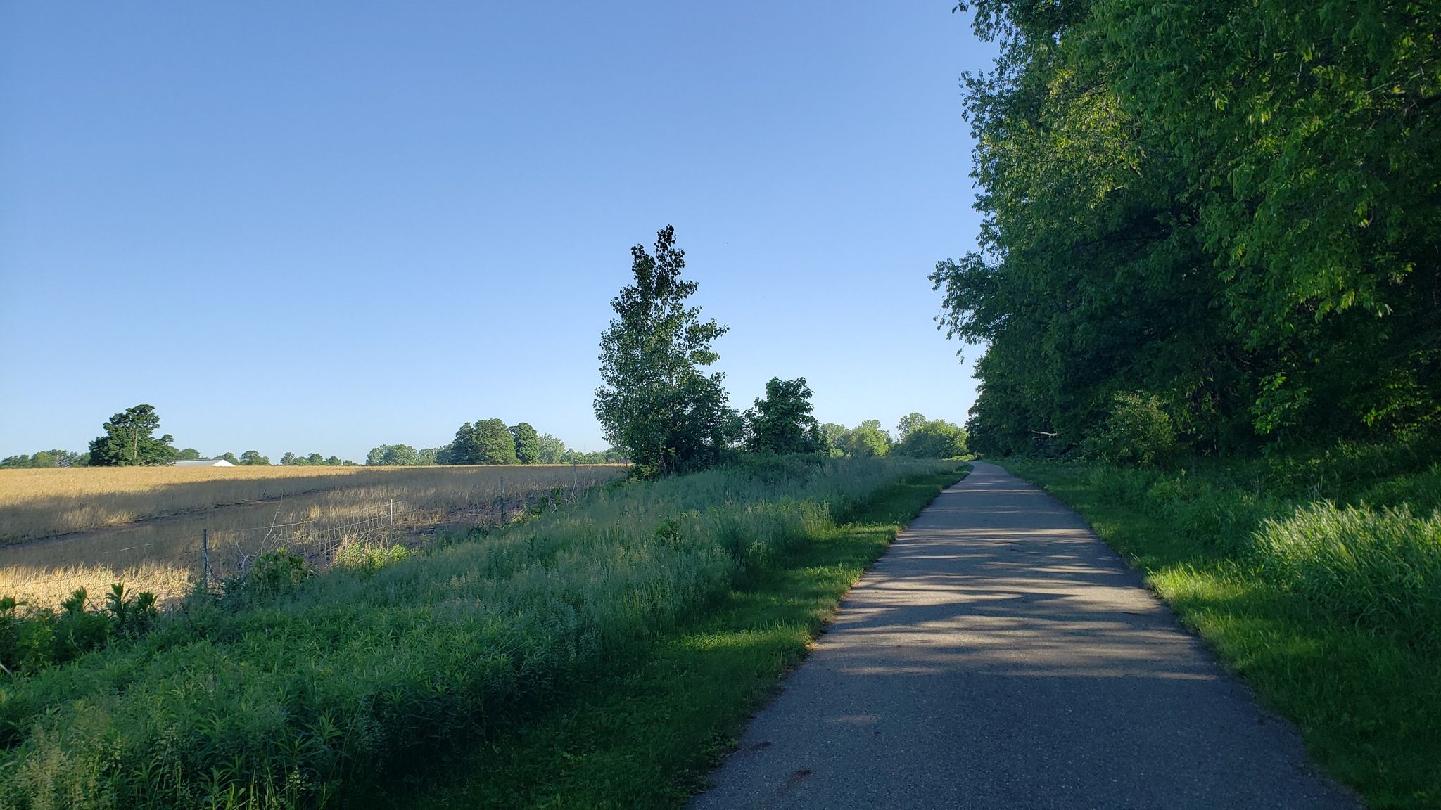 Paved path next to a golden field and green trees under a clear sky. - Fred Meijer Pioneer Trail