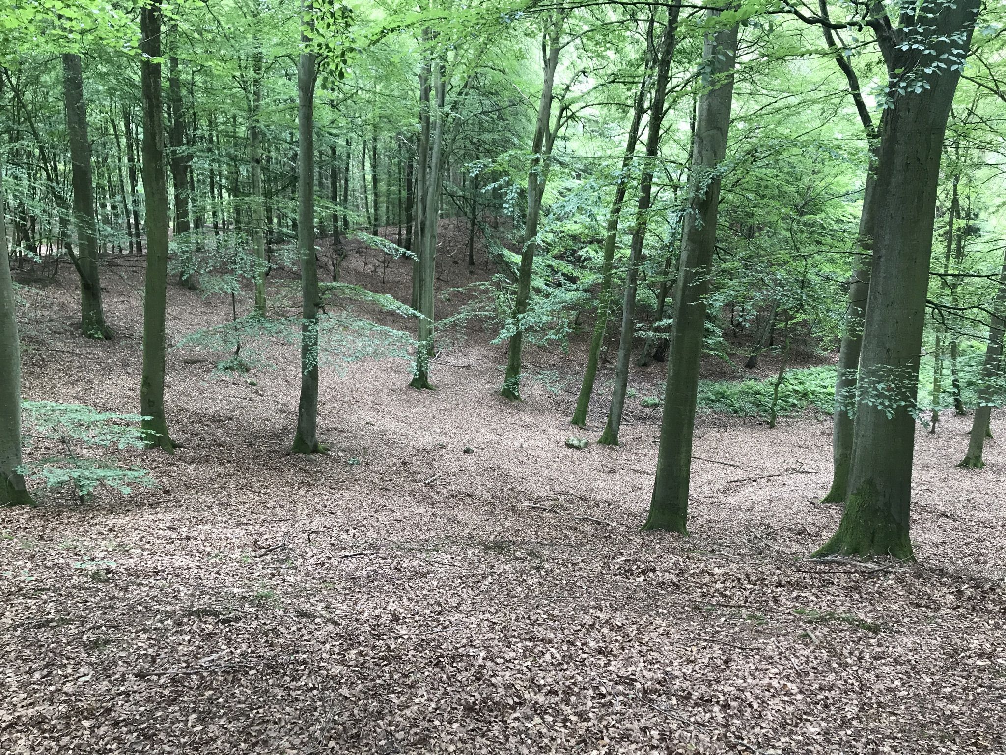 Waldblick