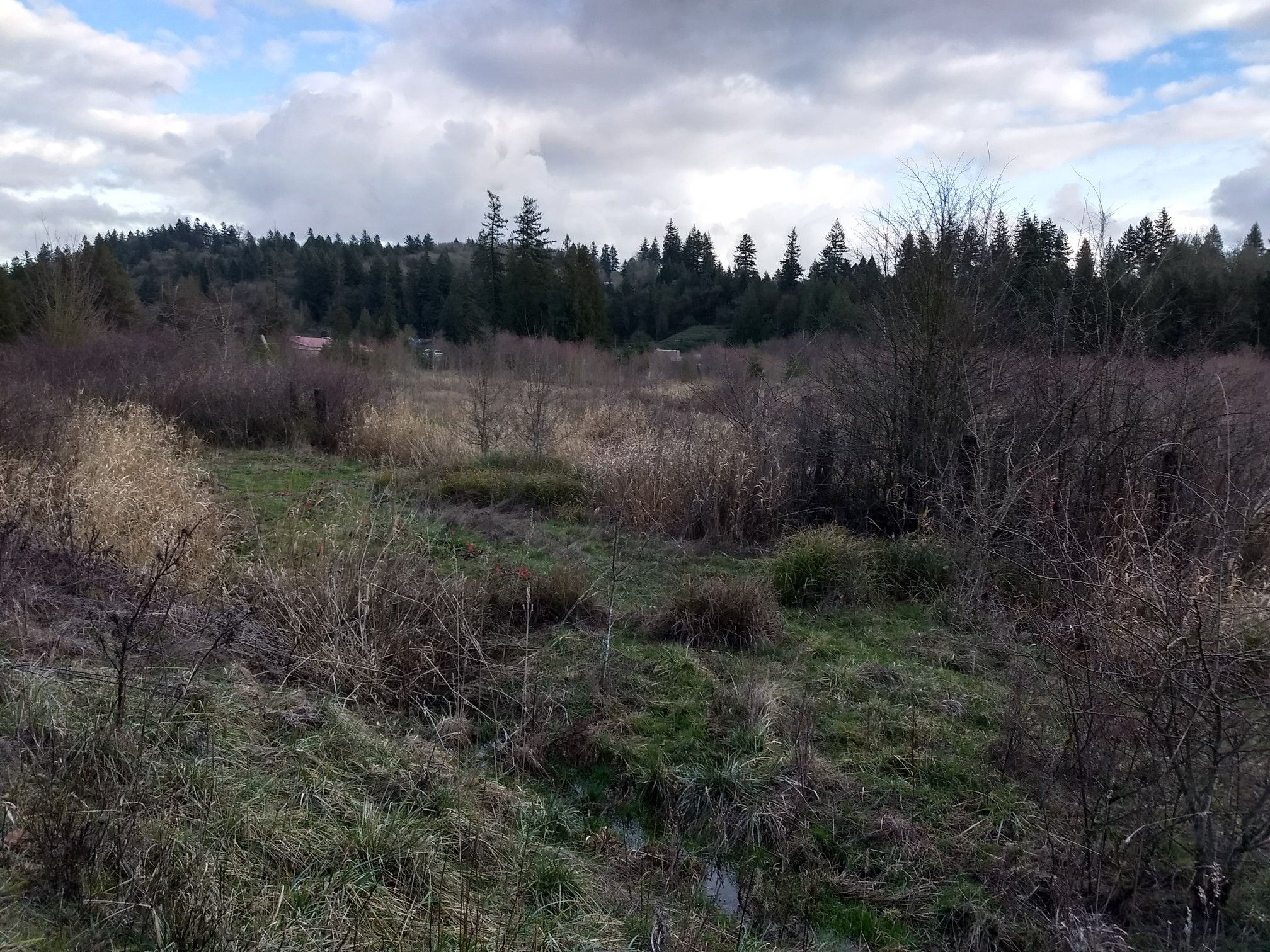 Overgrown field with dry grass and bushes under a cloudy sky. - Gresham Woods Natural Area loop from Beggars-Tick Wildlife Refuge
