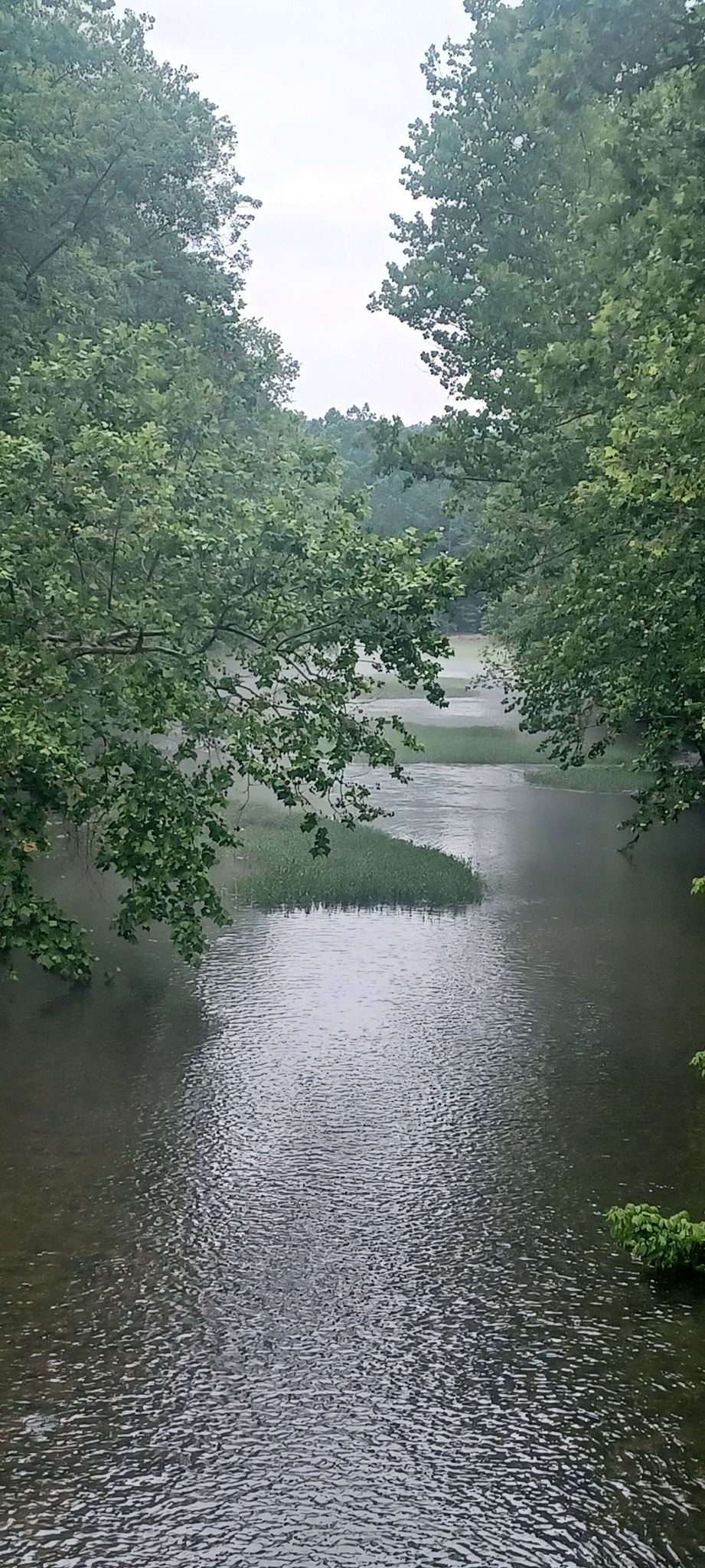A calm river flows through lush green trees under an overcast sky. - Little Miami Scenic Trail – Little Miami River Trail loop from Rivertown Station