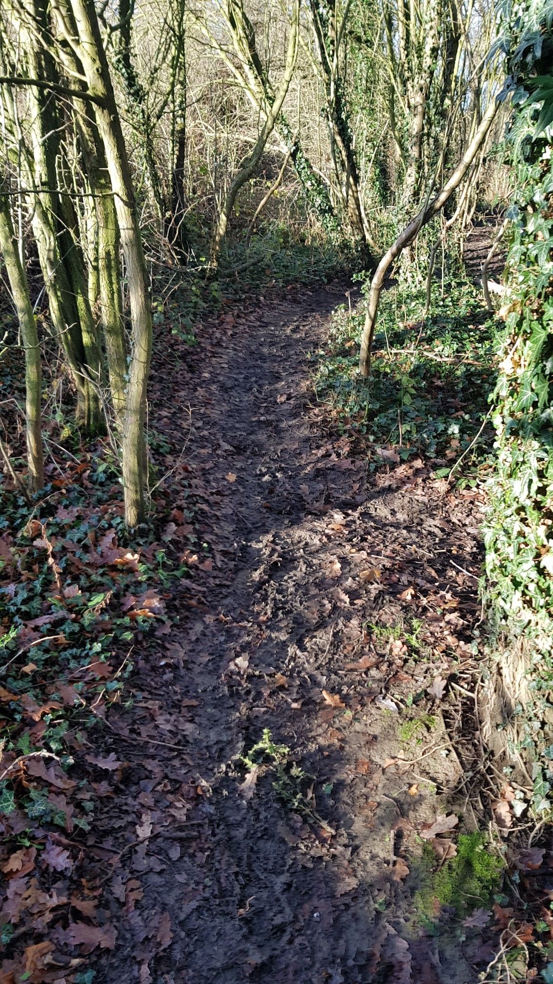 This footpath has many trip hazards due to roots protruding through the surface of the path