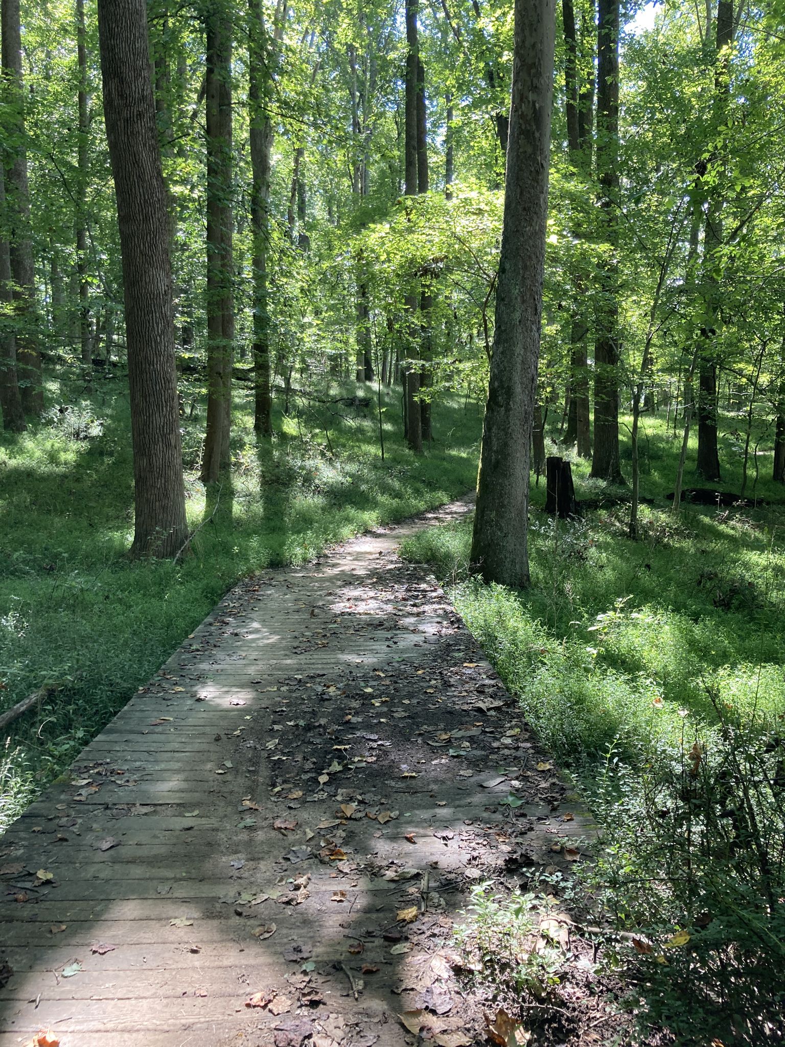 A wooden boardwalk path winds through a sun-dappled green forest. - McKeldin Rapids and Switchback Trail Loop