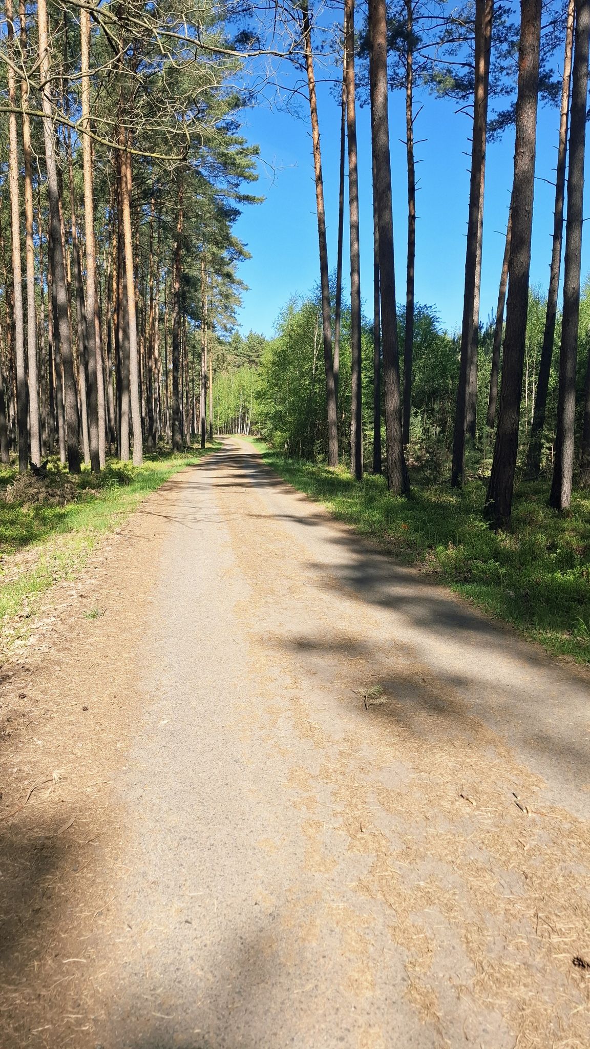 Droga szutrowa, Radomia- Leśniów