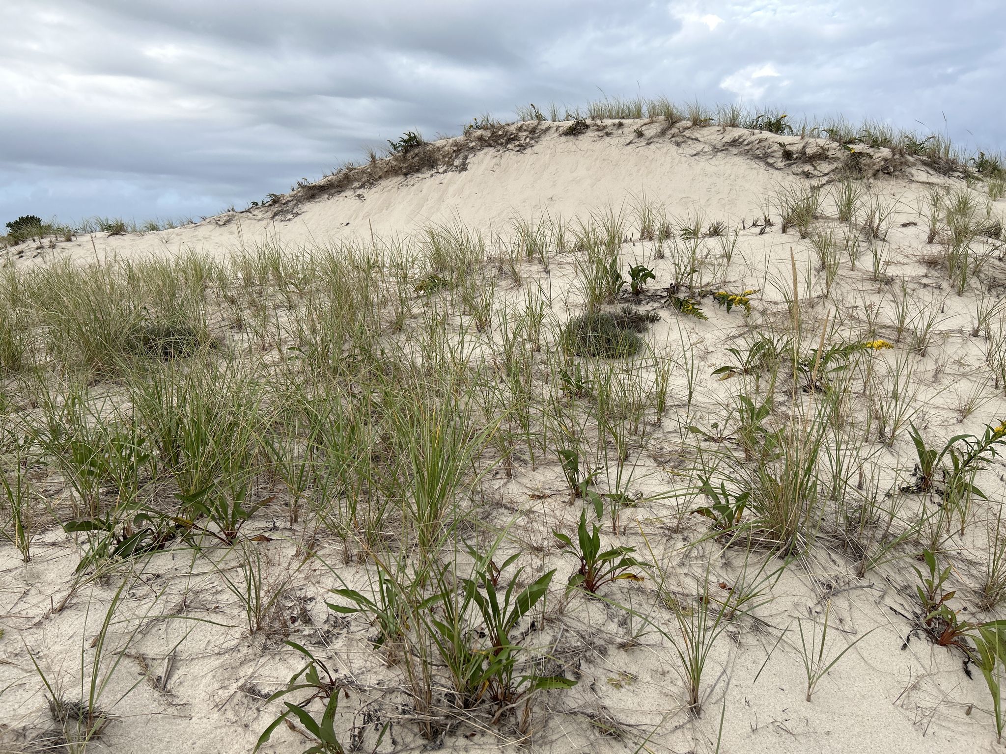 A large sand dune covered with sparse green grass under an overcast sky. - White Hill – Sandy Neck Beach Park loop from Sandy Neck Sandwich