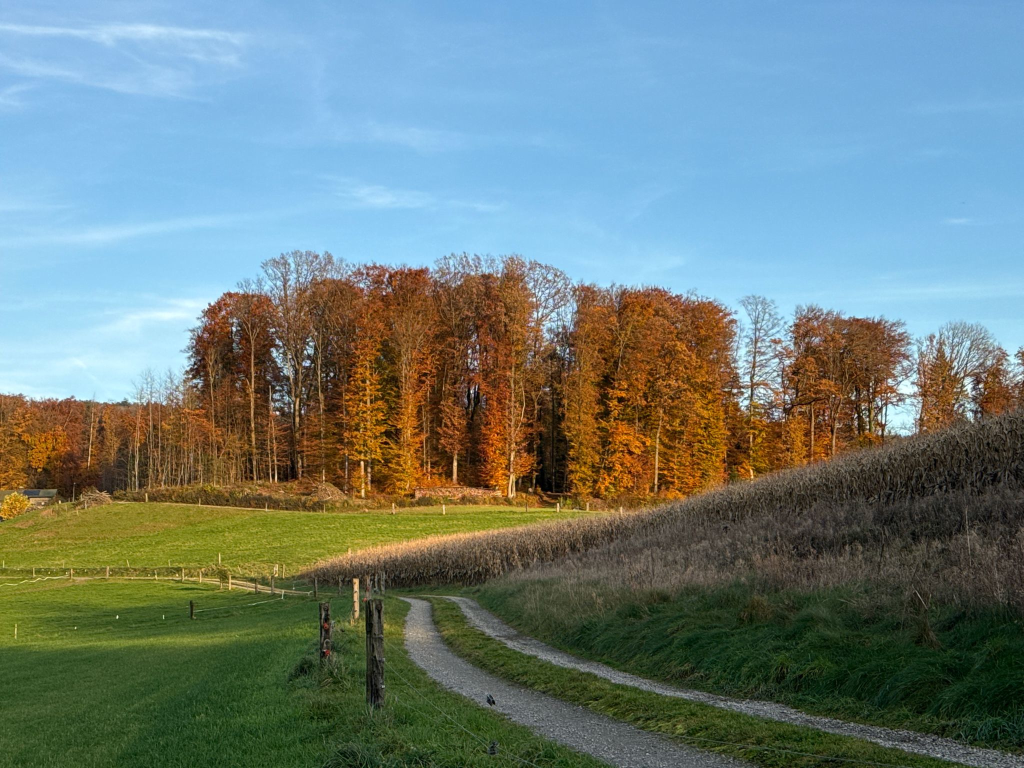 noch immer goldig der Herbst