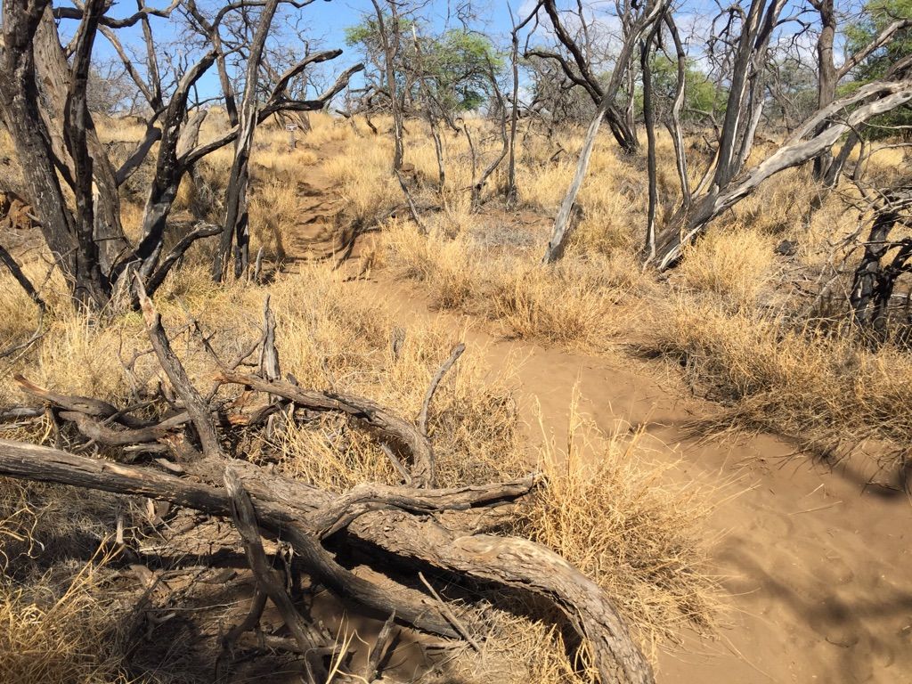 Narrow dirt path winding through dry golden grass and gnarled bare trees. - Malama Trail Petroglyphs loop from 49 Black Sand Beach