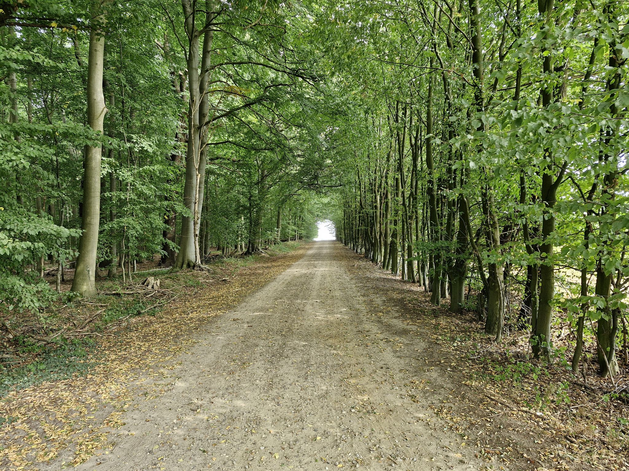 Grüner Tunnel