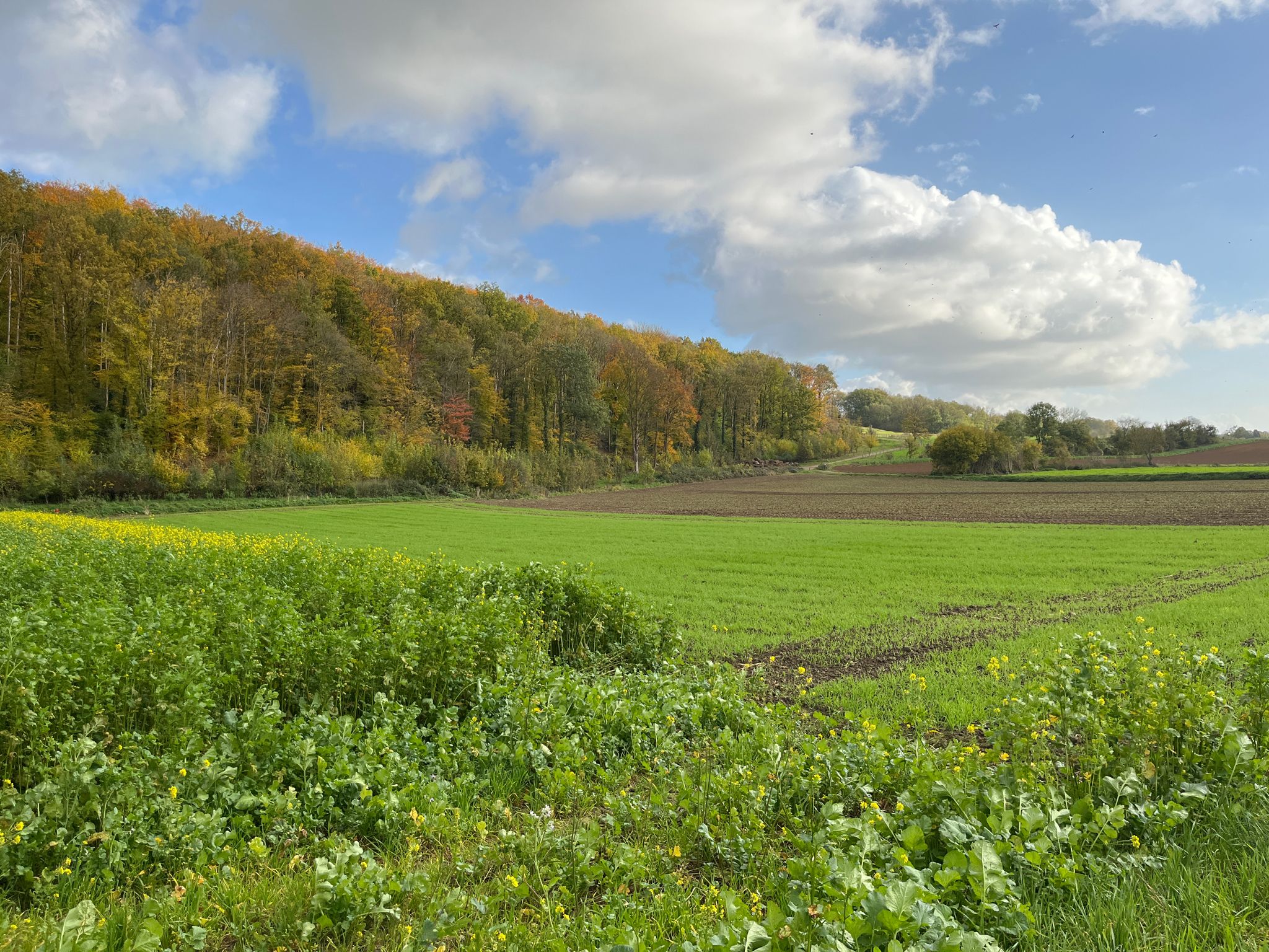 De herfst doet langzaam zijn intrede, (11 november 2024)