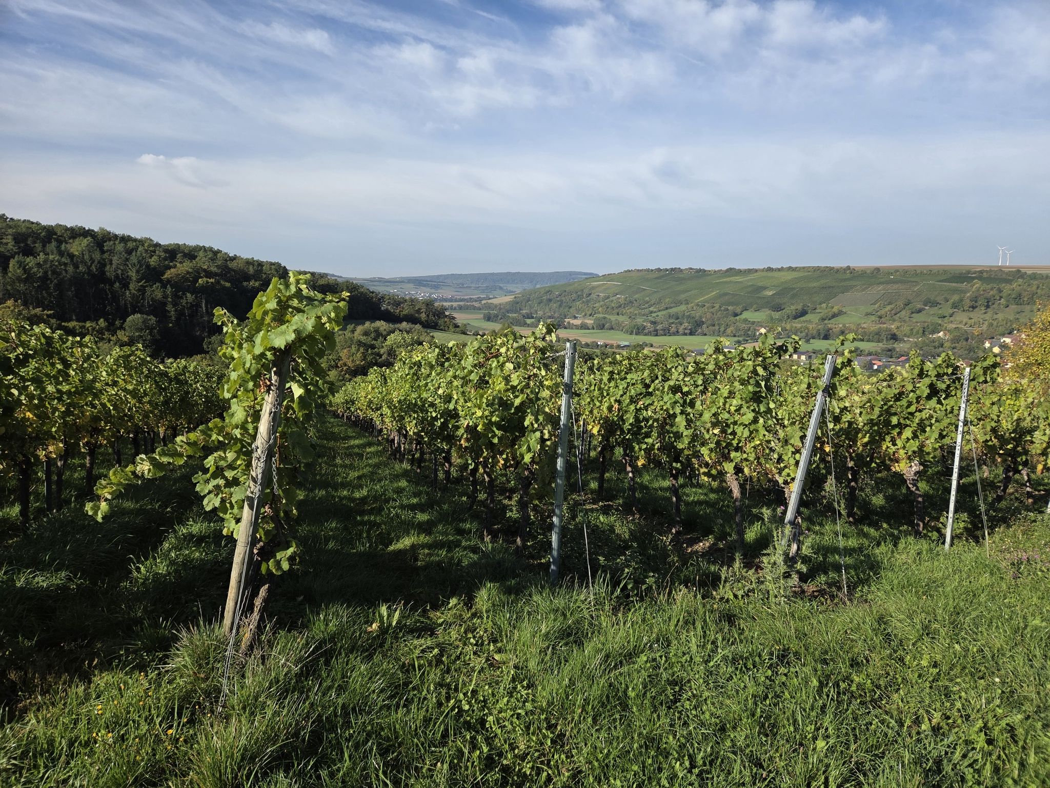 Weinberge über Röttingen